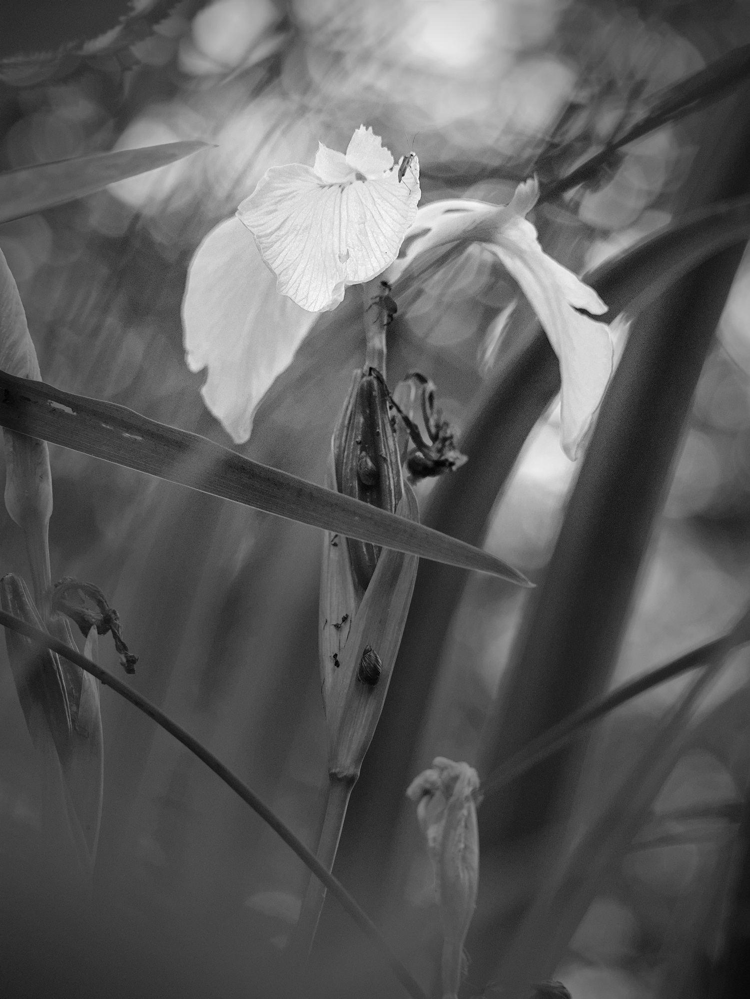 The Apparition