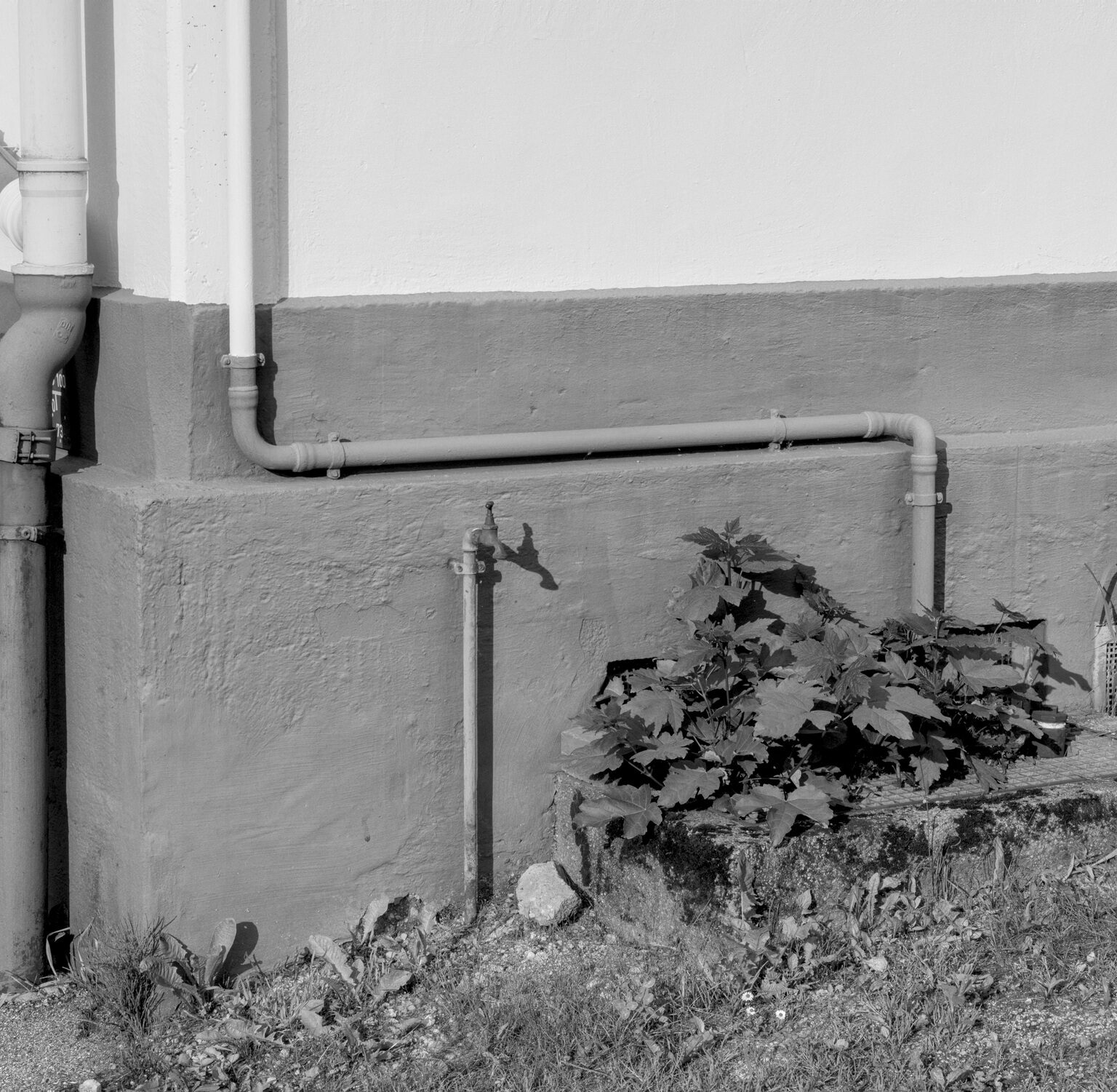 Wall Art and Weeds
