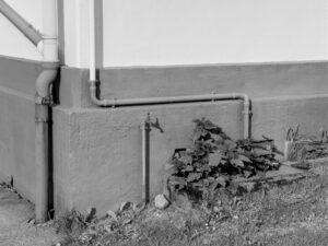Wall Art and Weeds