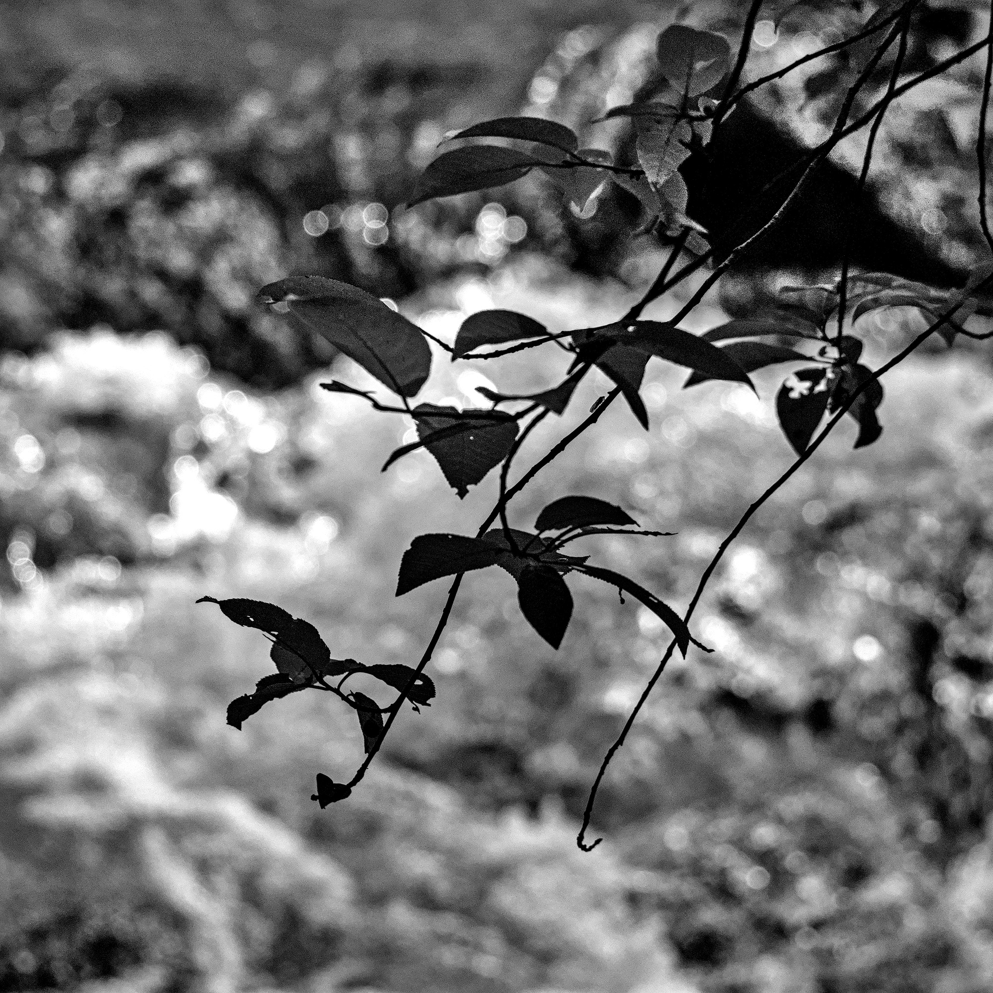 The low hanging Twigs