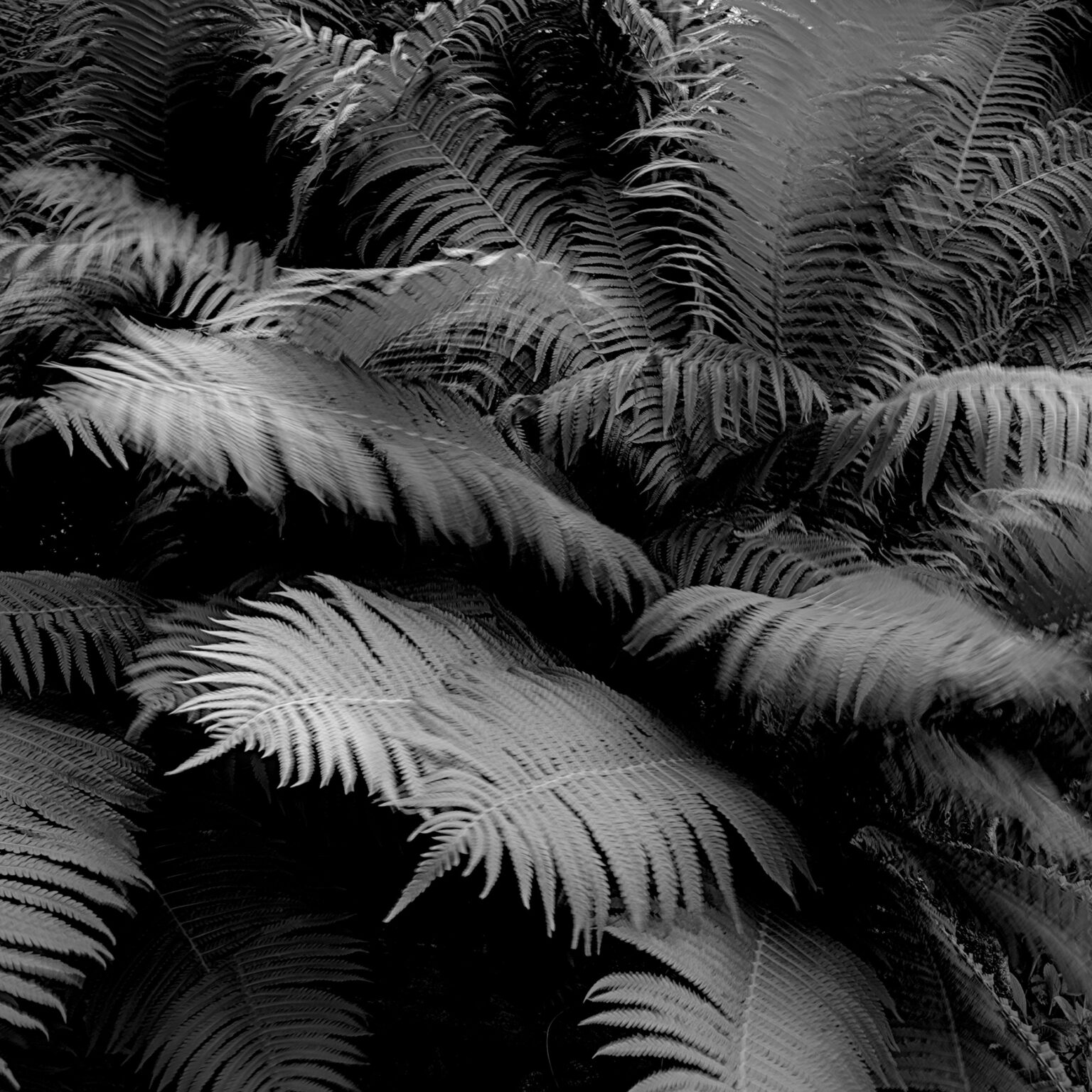 Windswept Fern