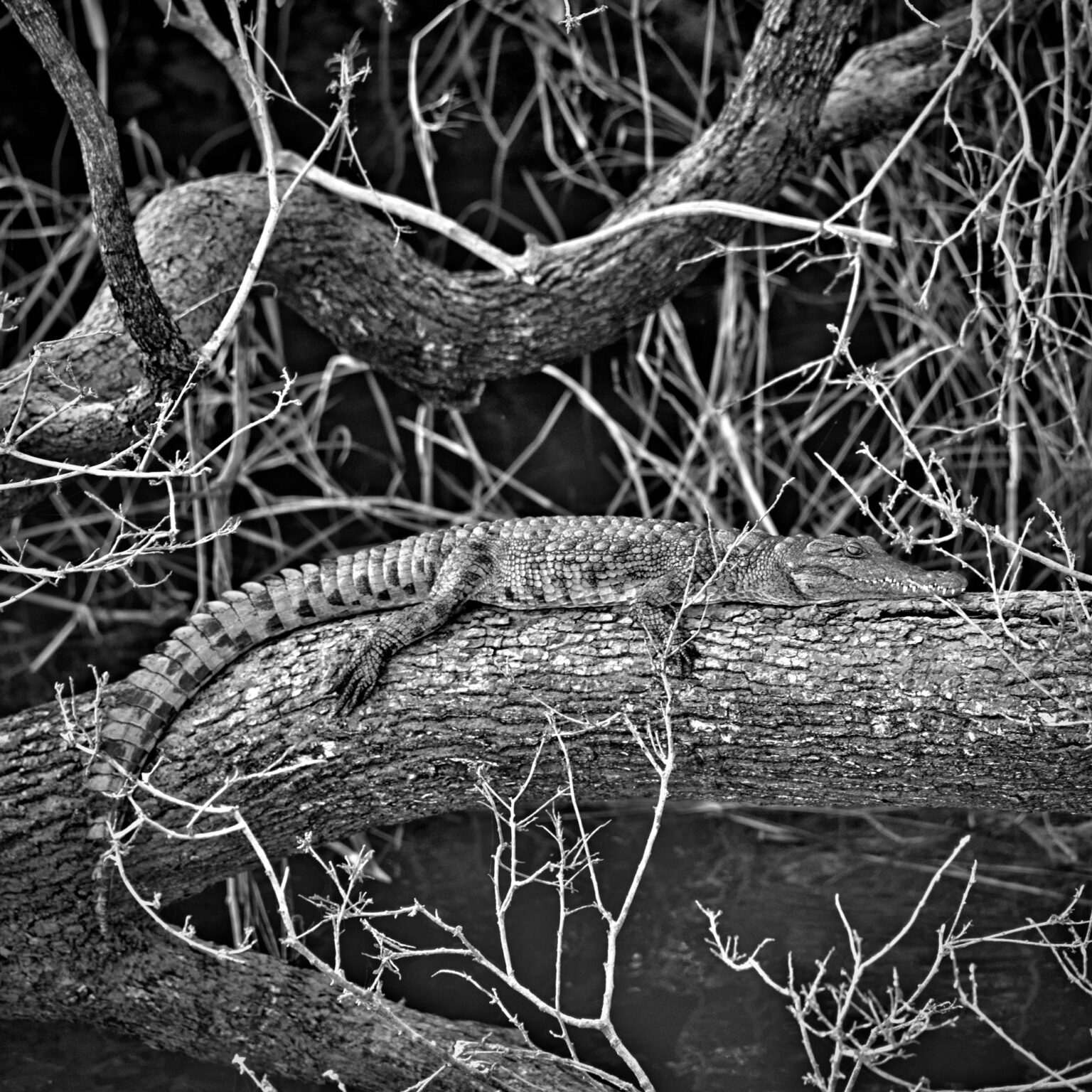 Camo-Croc