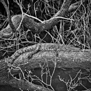 Camo-Croc