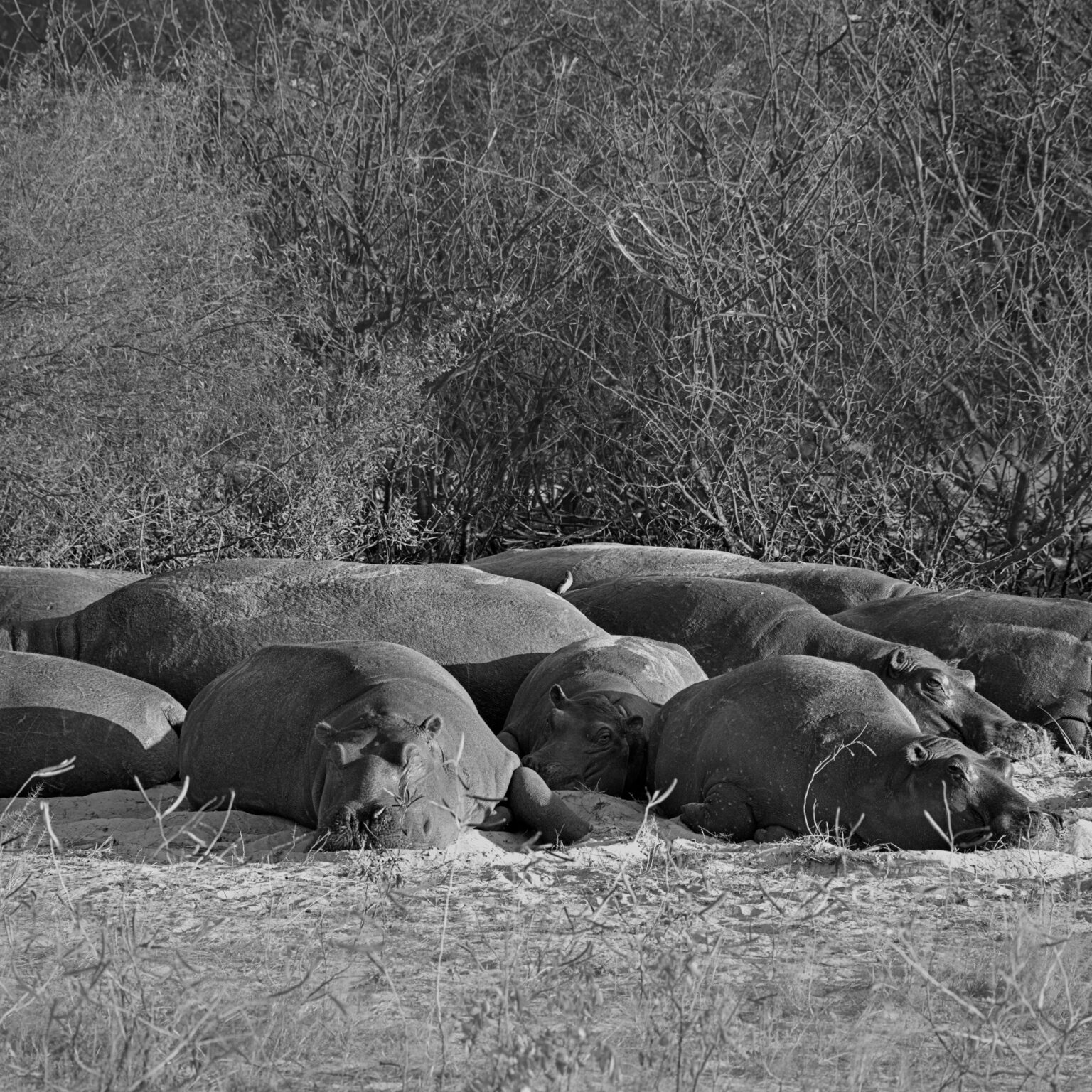 Chilling Hippos
