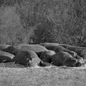 Chilling Hippos