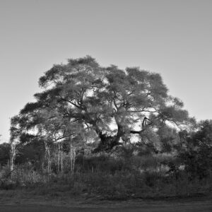 City Tree var. Livingstone