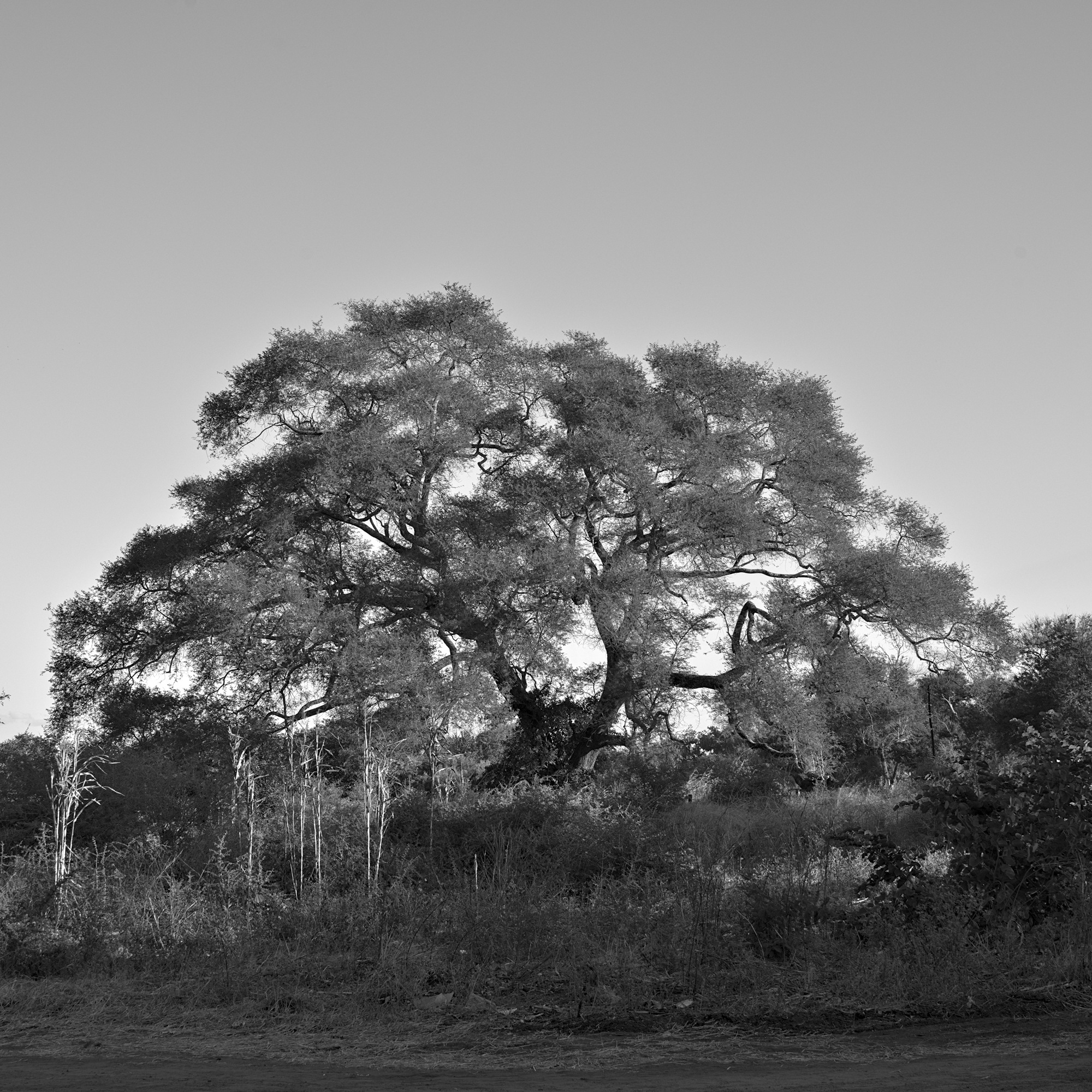 City Tree var. Livingstone
