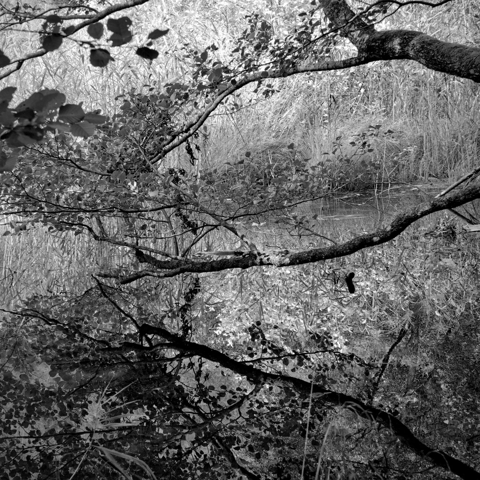 Alders and Reed