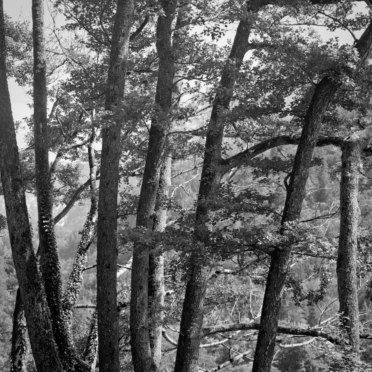 Alders at the Lake