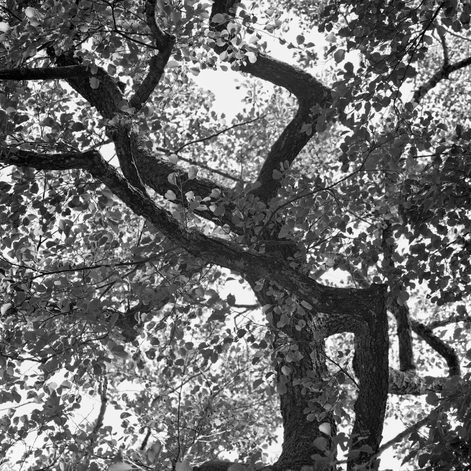 Dancing Alder