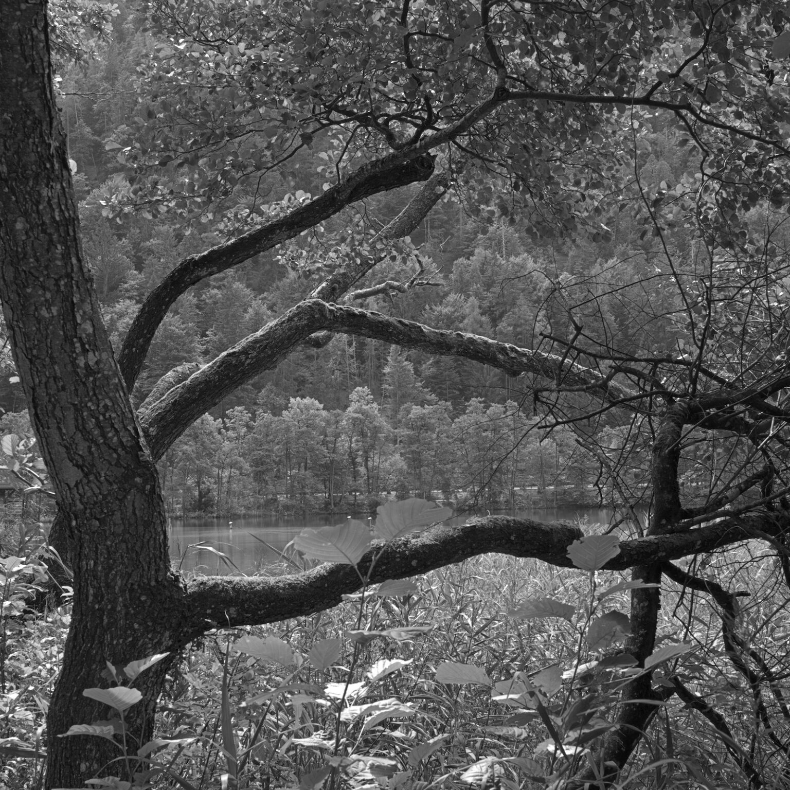 Quiet Days at the Thumsee