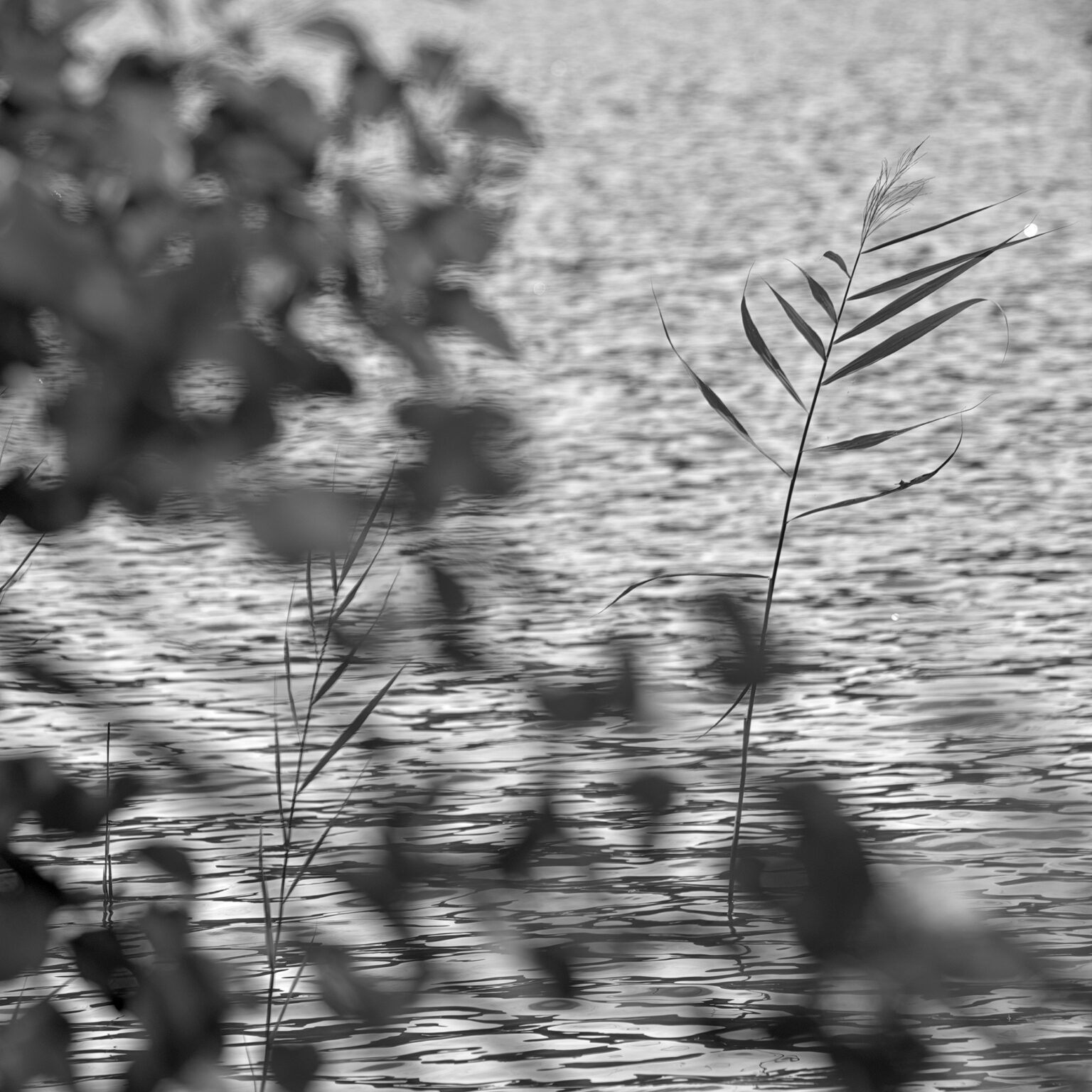 Serendipitous Reed