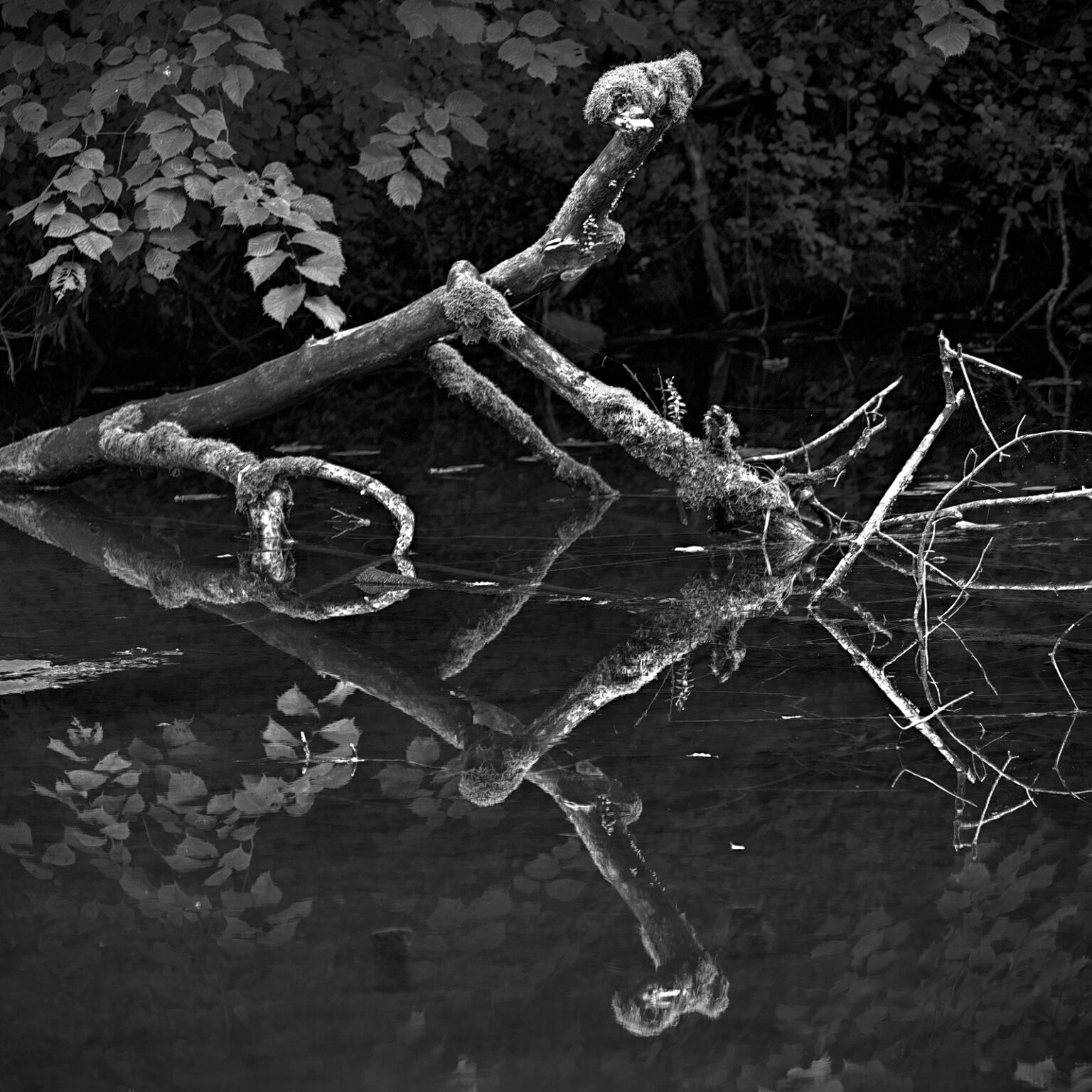 Thumsee Imbroglio