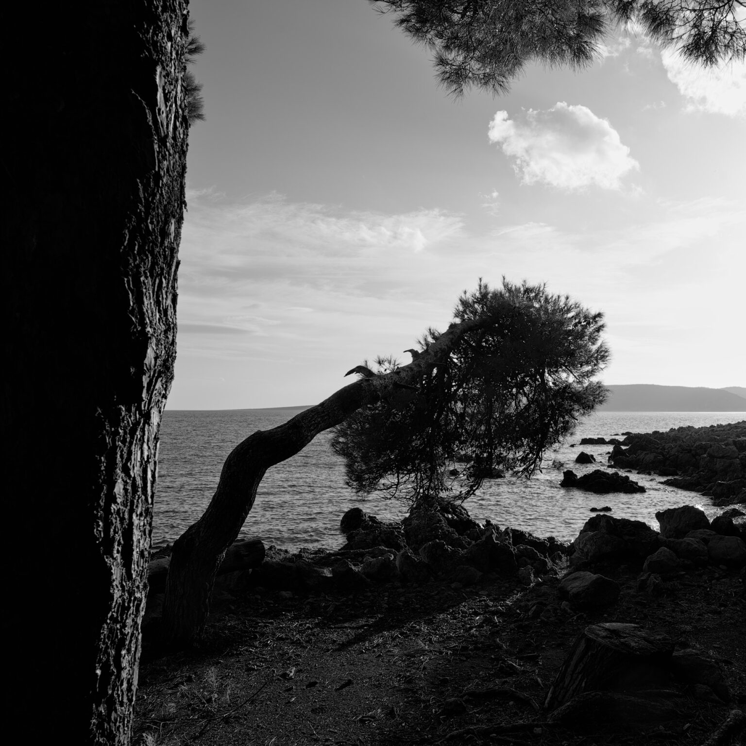 Bowing Pine