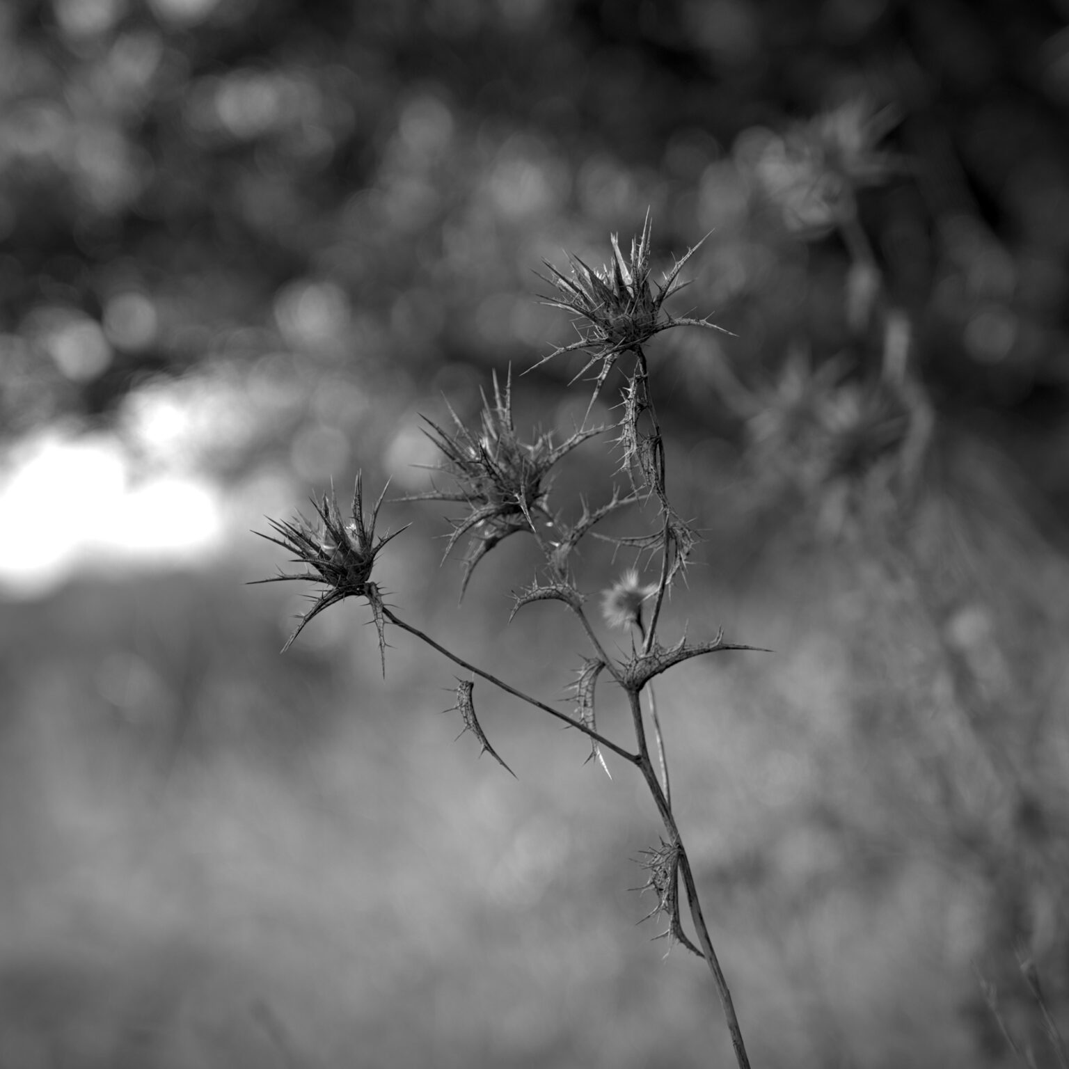 Dry Thistle