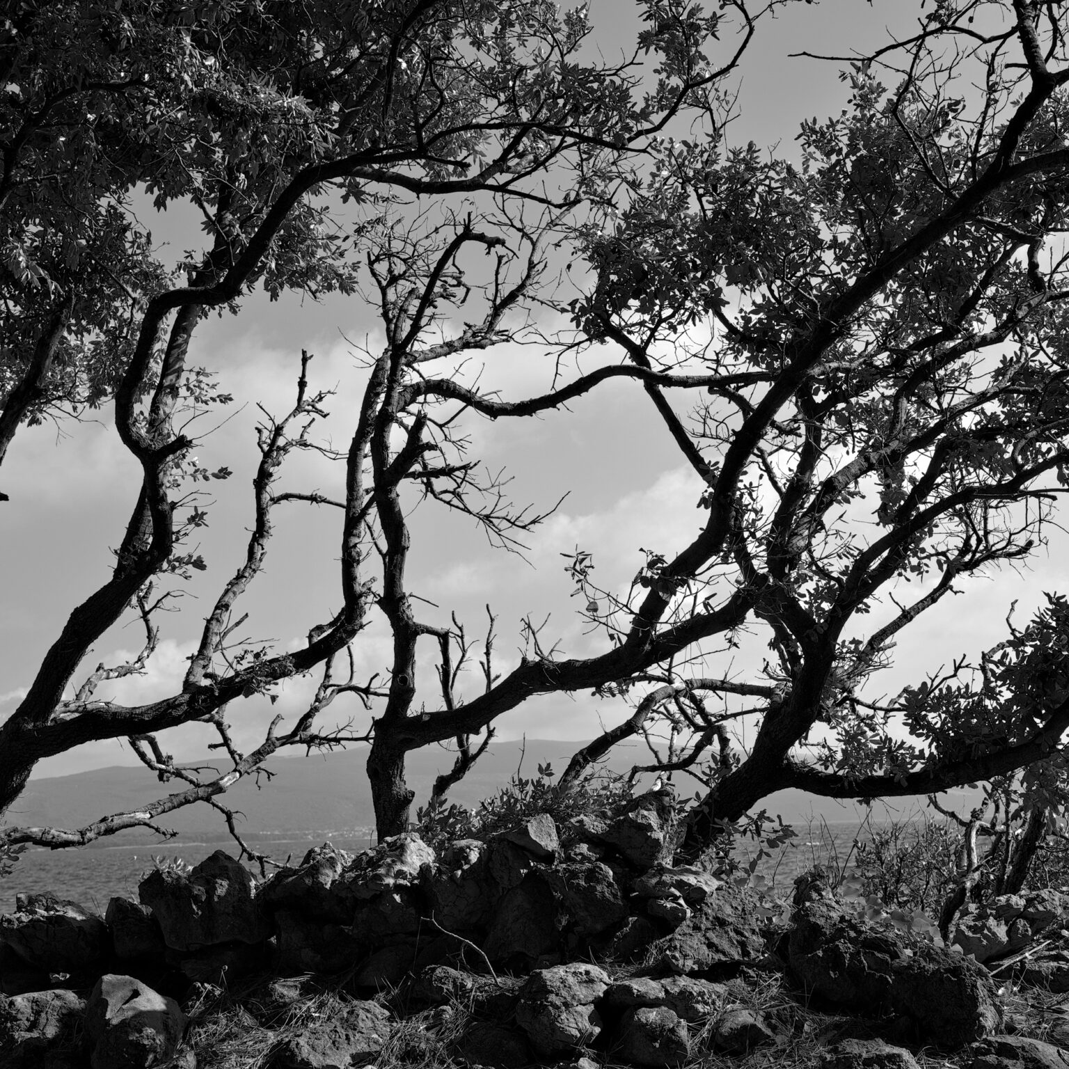 Oak Shrubs