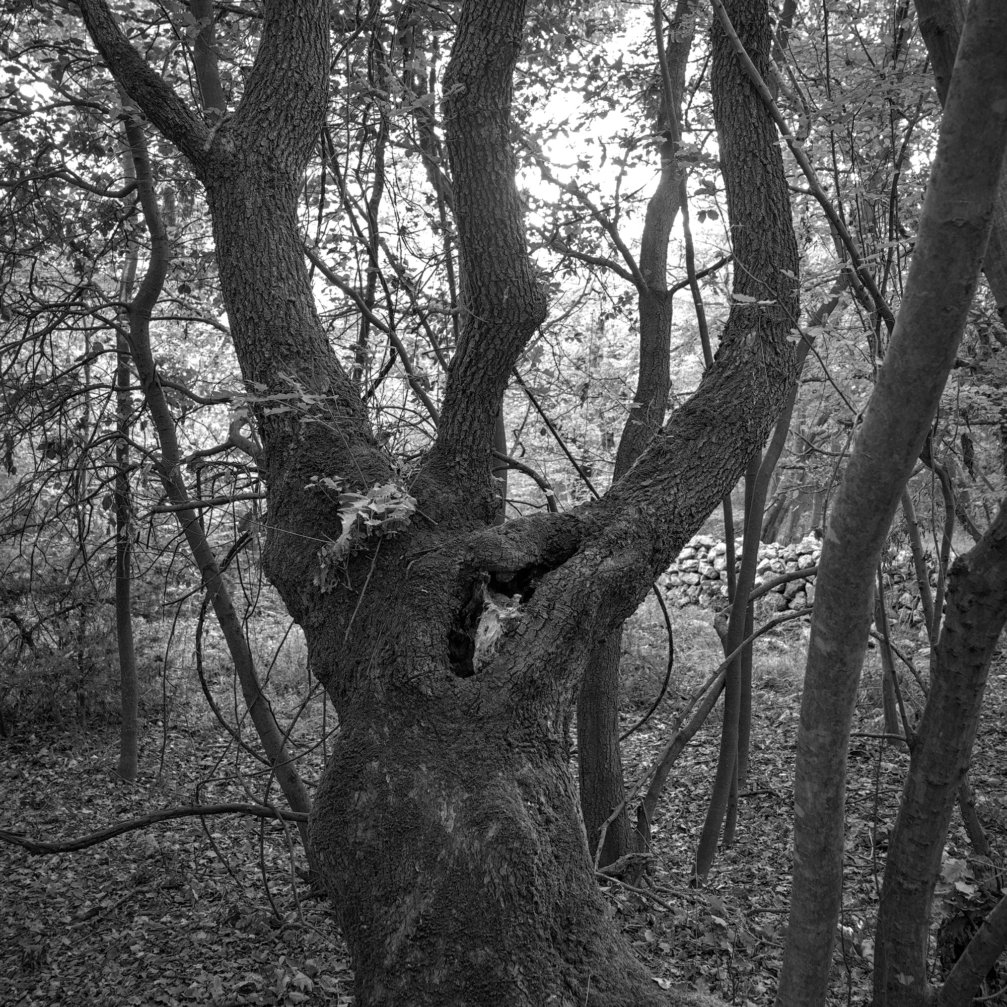 „The more he saw the less he spoke“