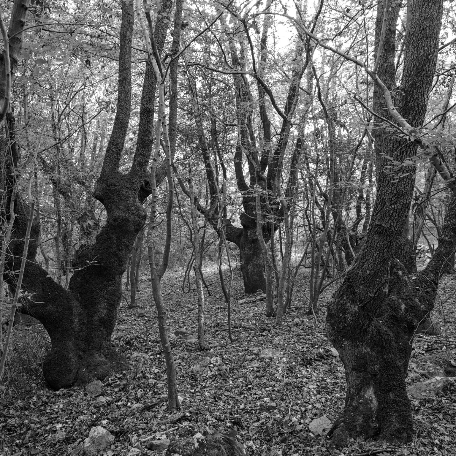 Three Giants (from Grimm’s Tales)