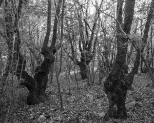 Three Giants (from Grimm’s Tales)