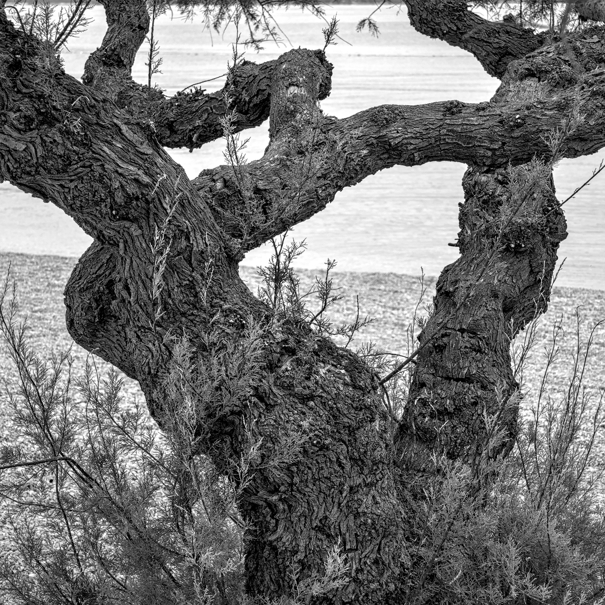 A deplorable Lack of Botox