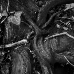 Coronary Vessels