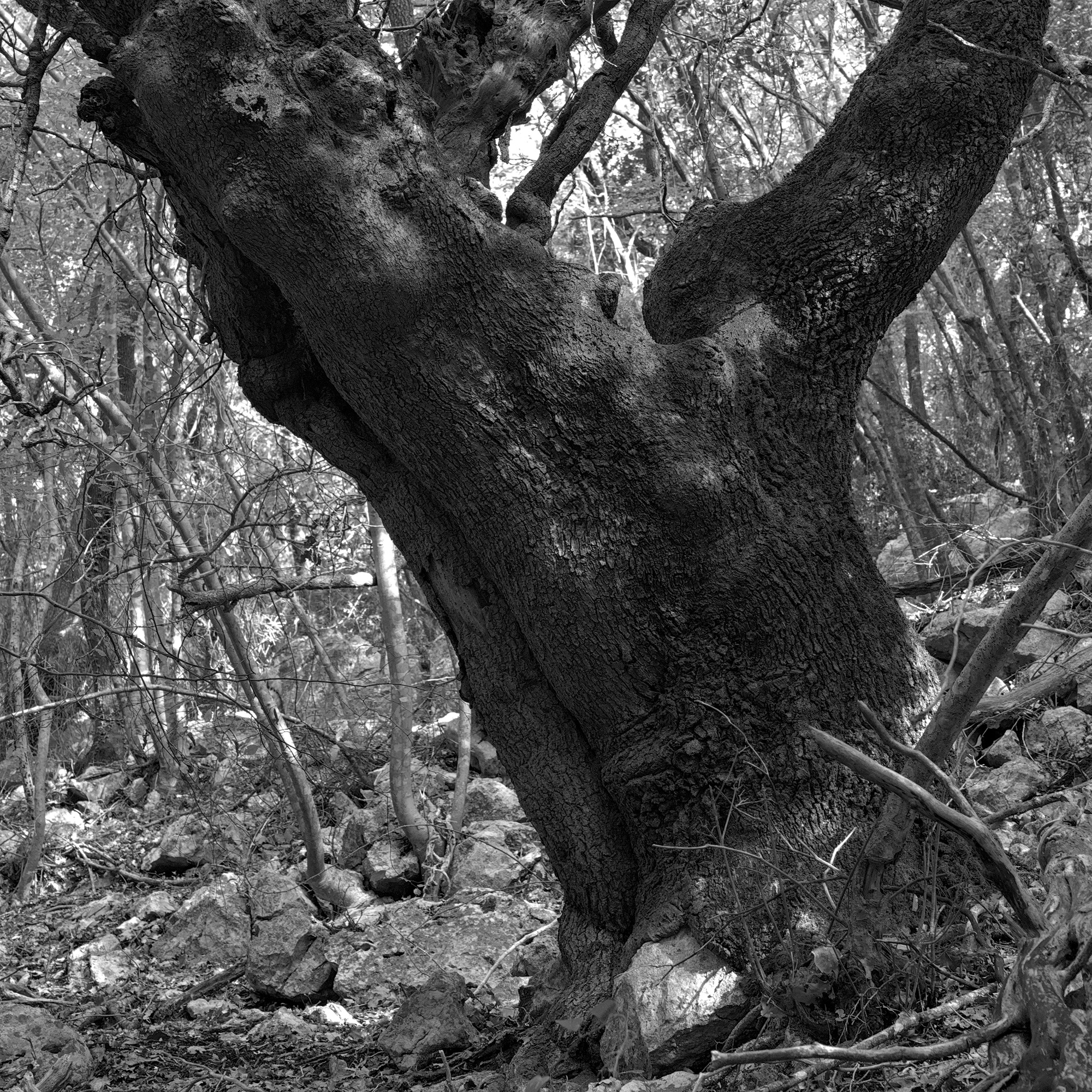 Hind Leg of a Dragon