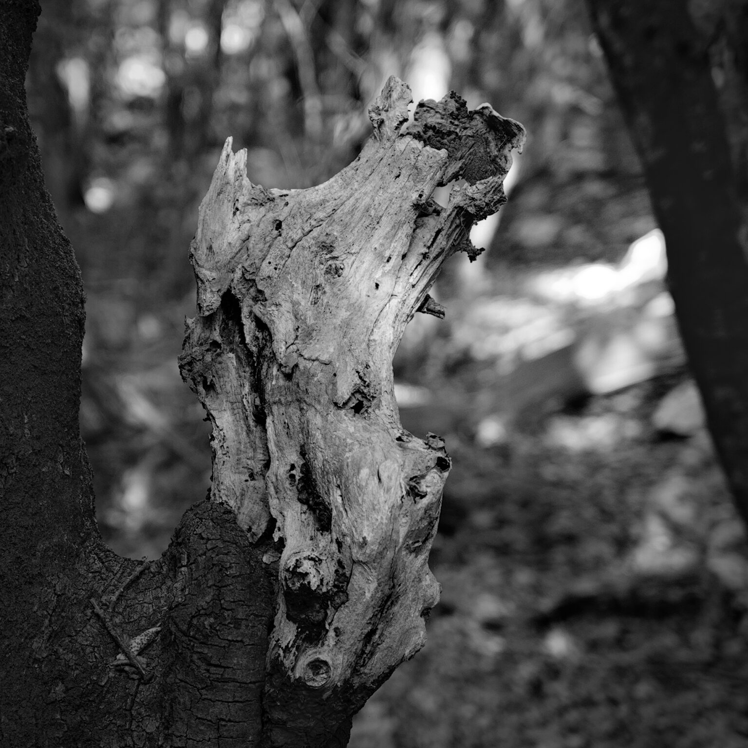 Howling Wolf