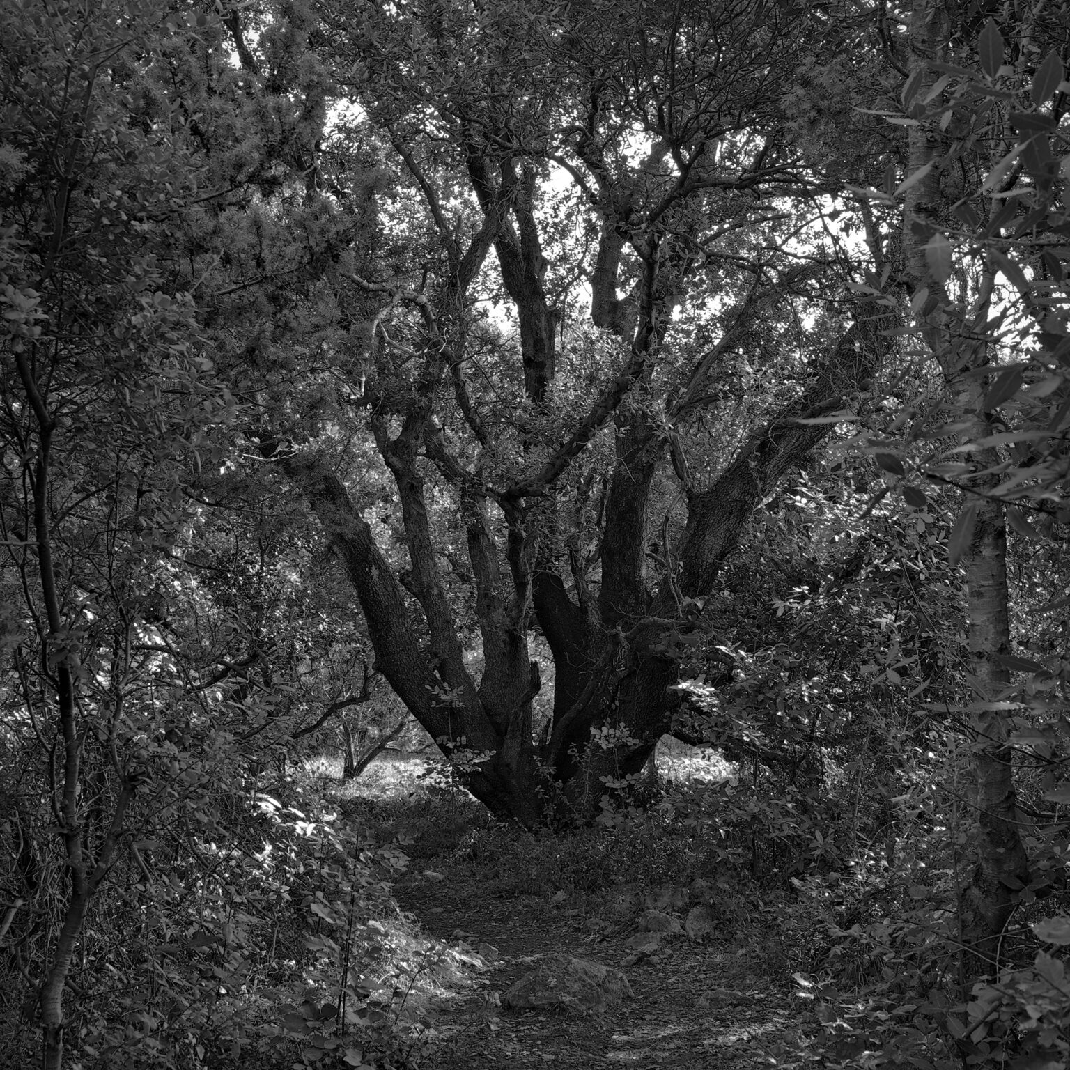 Oak without Title