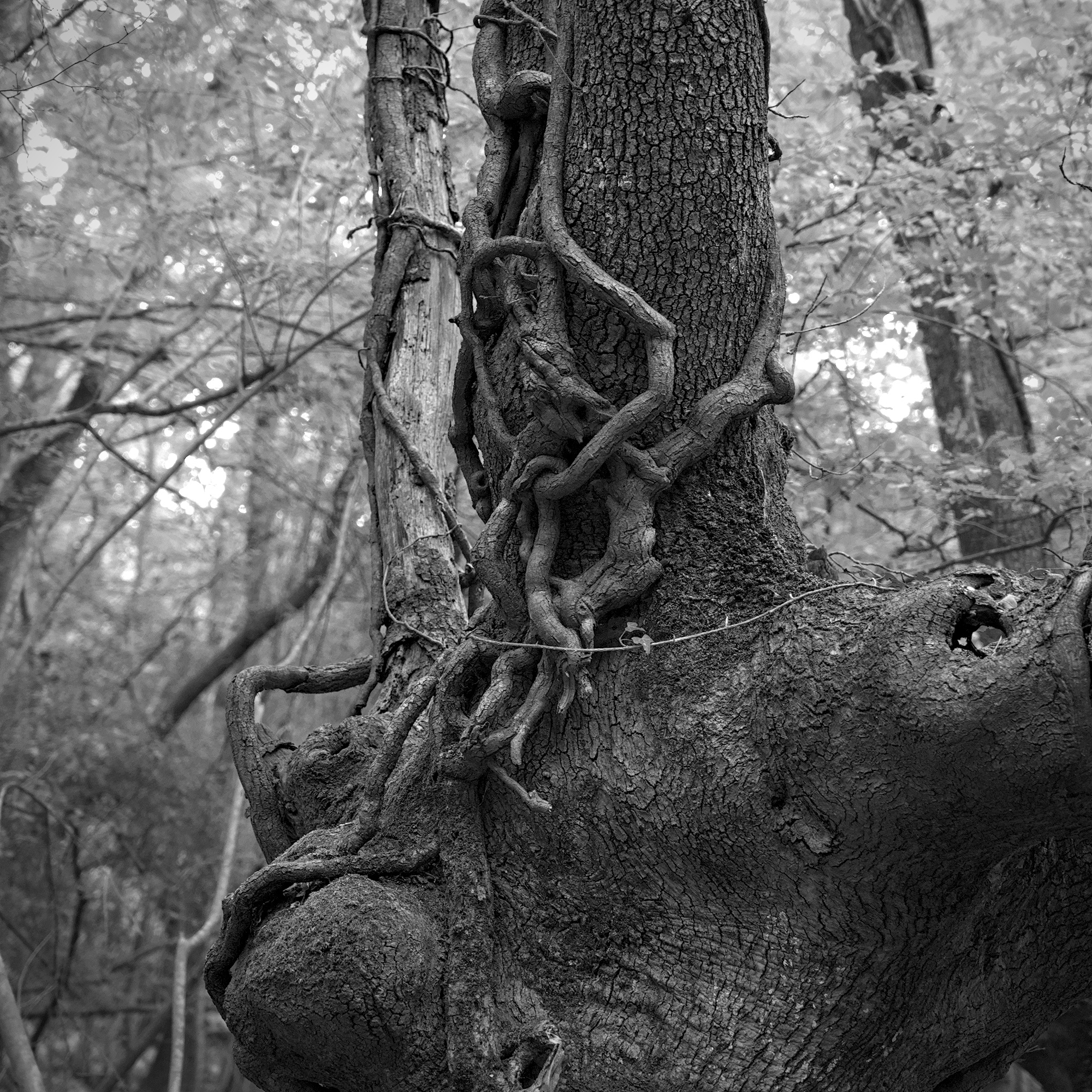 The Beginning of an Embrace