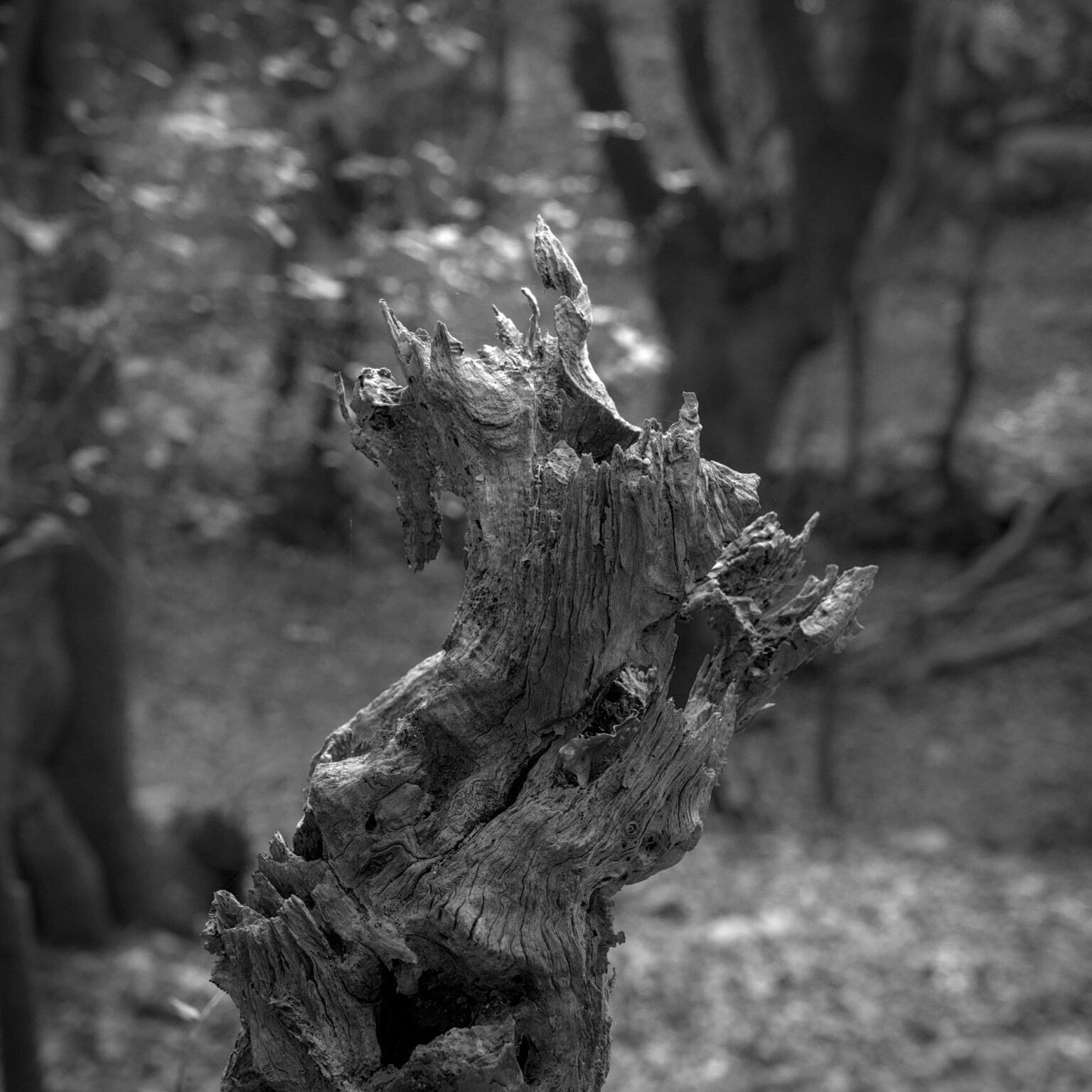 Tree Gone