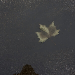 December Blues: Contemplating a dead Leaf in a Puddle