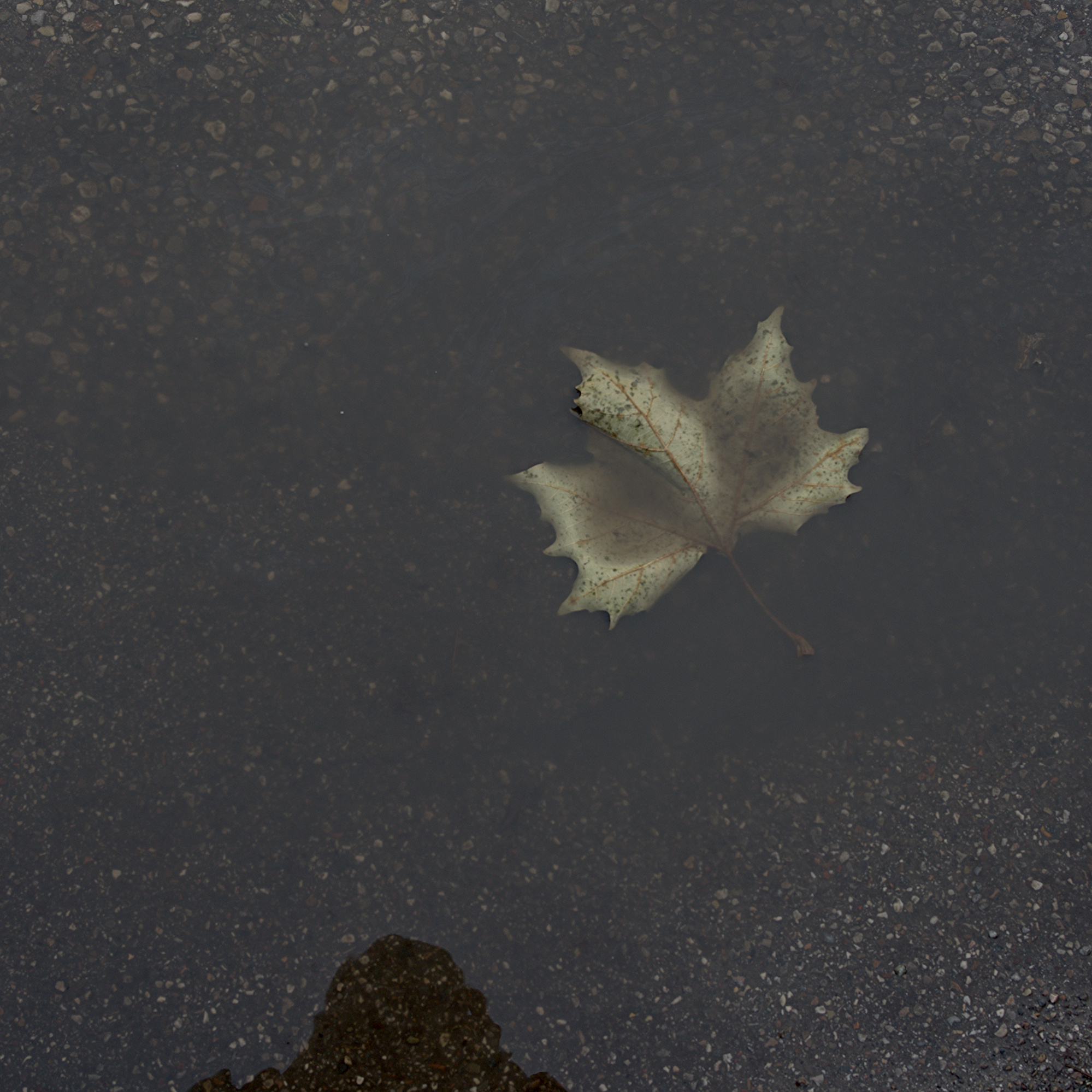 December Blues: Contemplating a dead Leaf in a Puddle