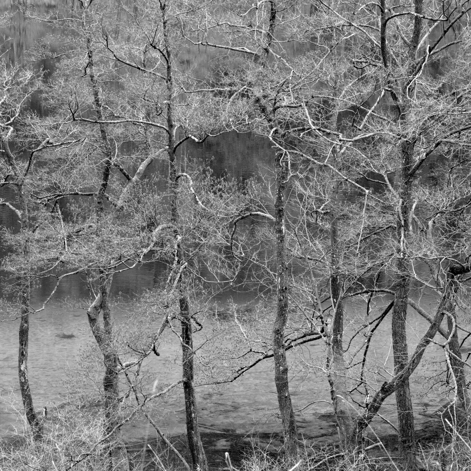 Lakeside Trees