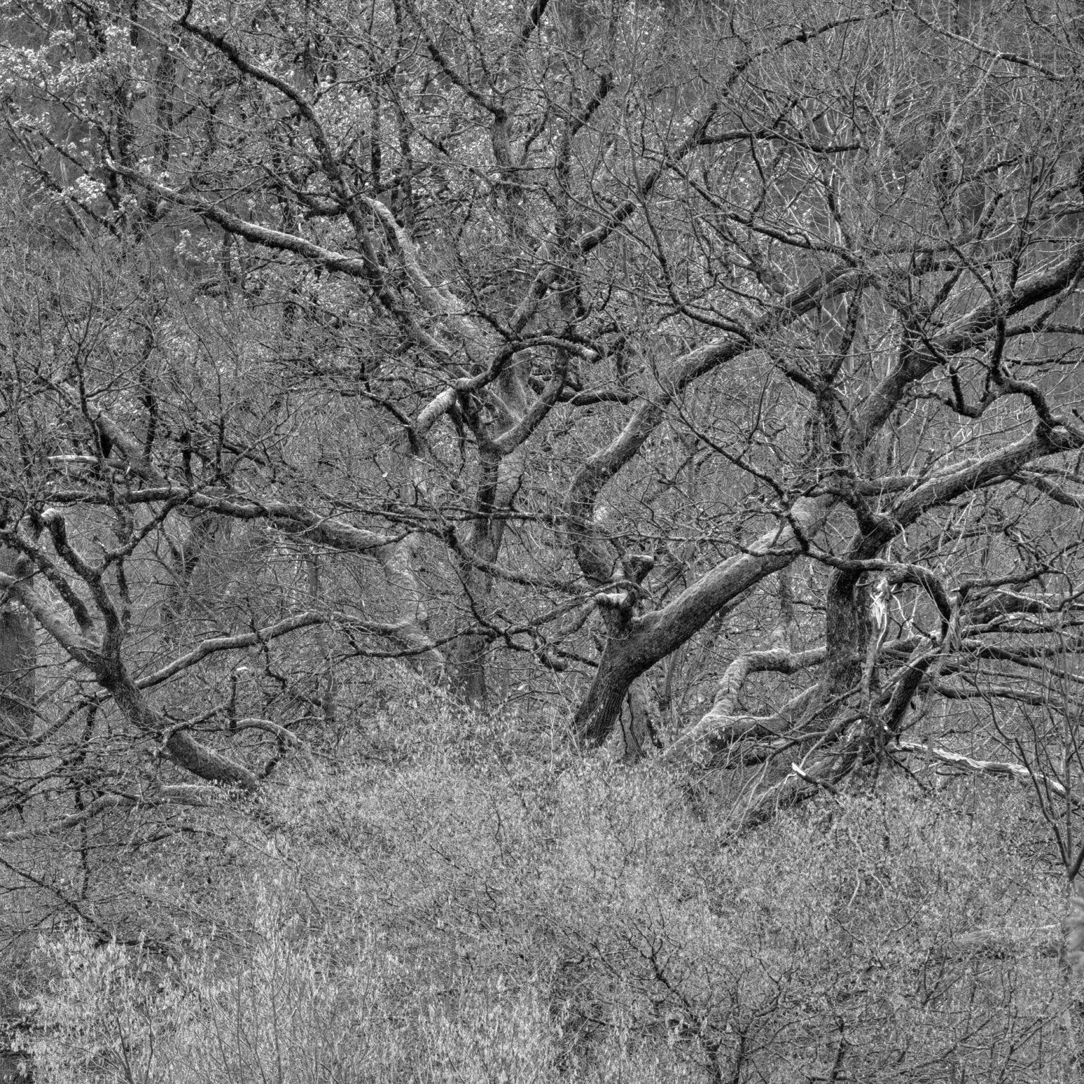 Mighty Tree