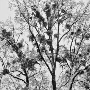 Mistletoes