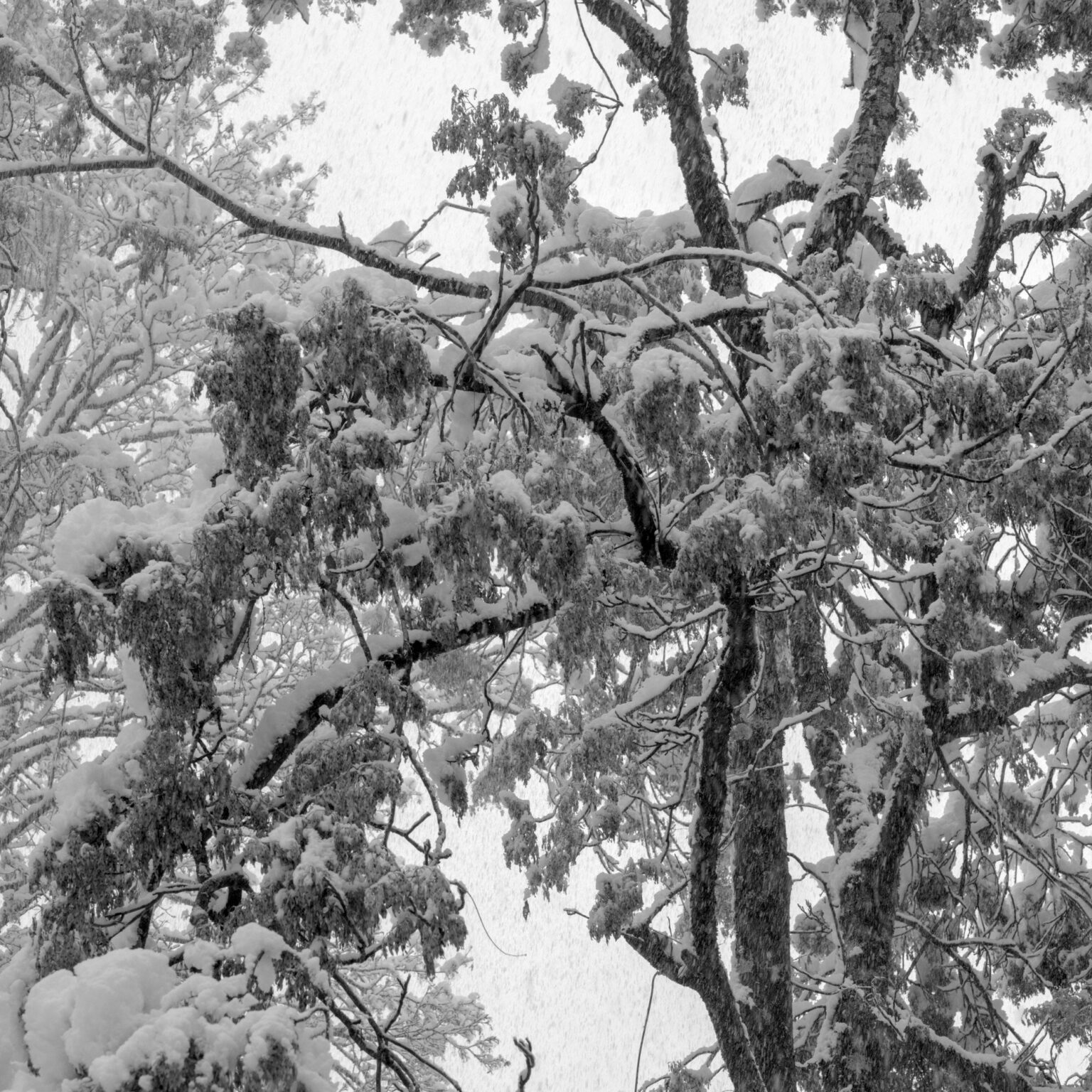 More Snow coming