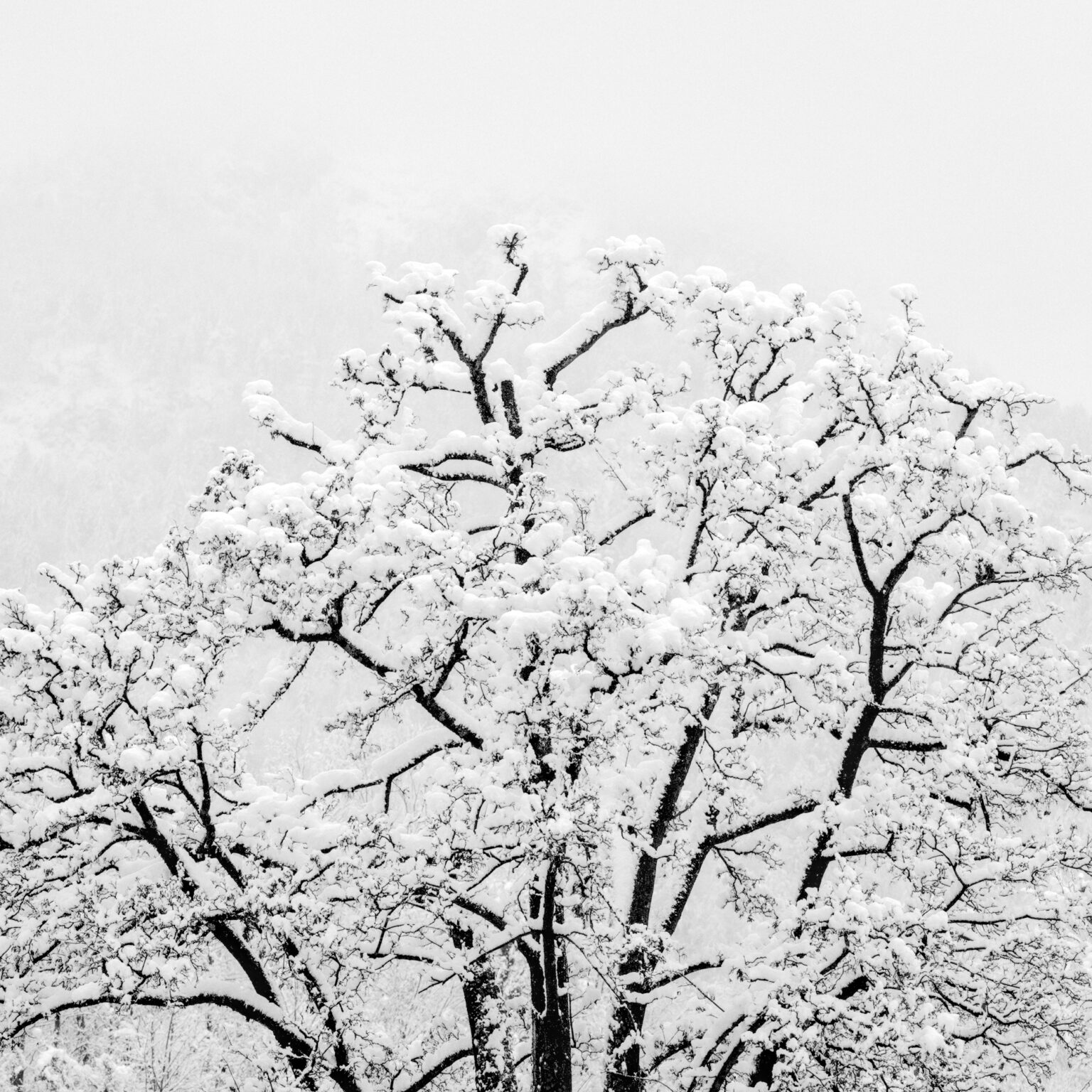 Winter does sumizuri-e