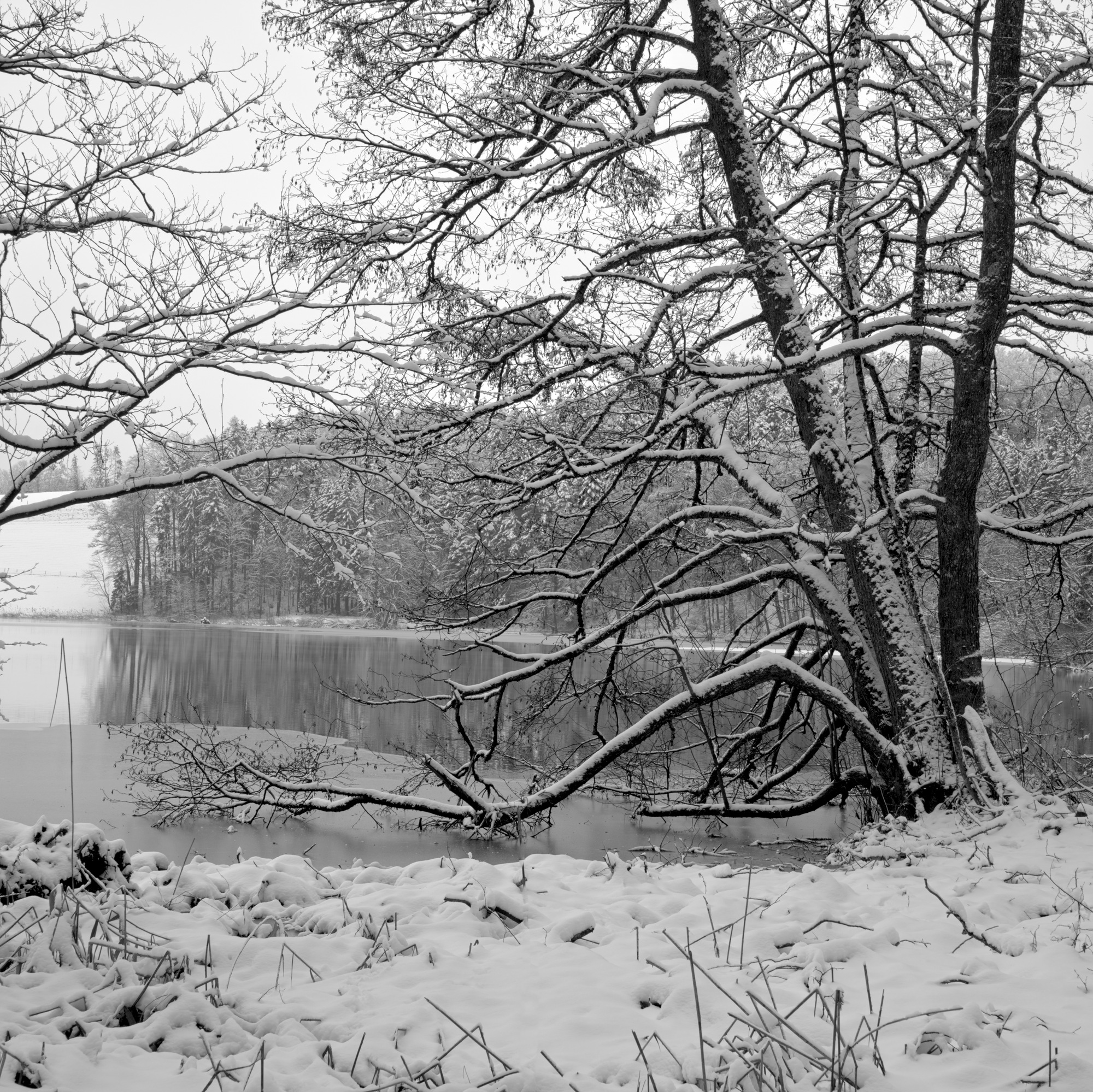 A Walk around Lake Höglwörth III