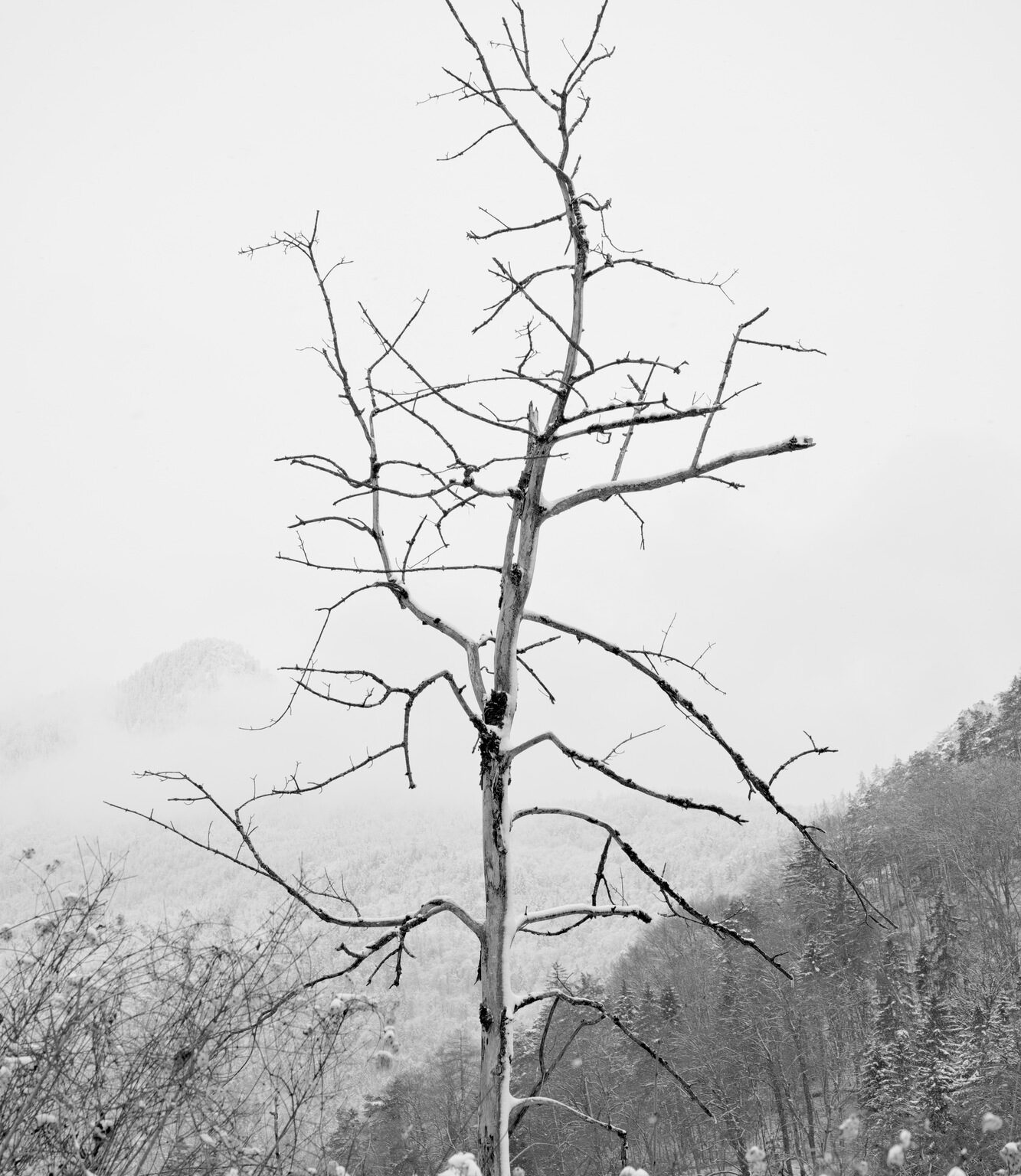 Cold Song