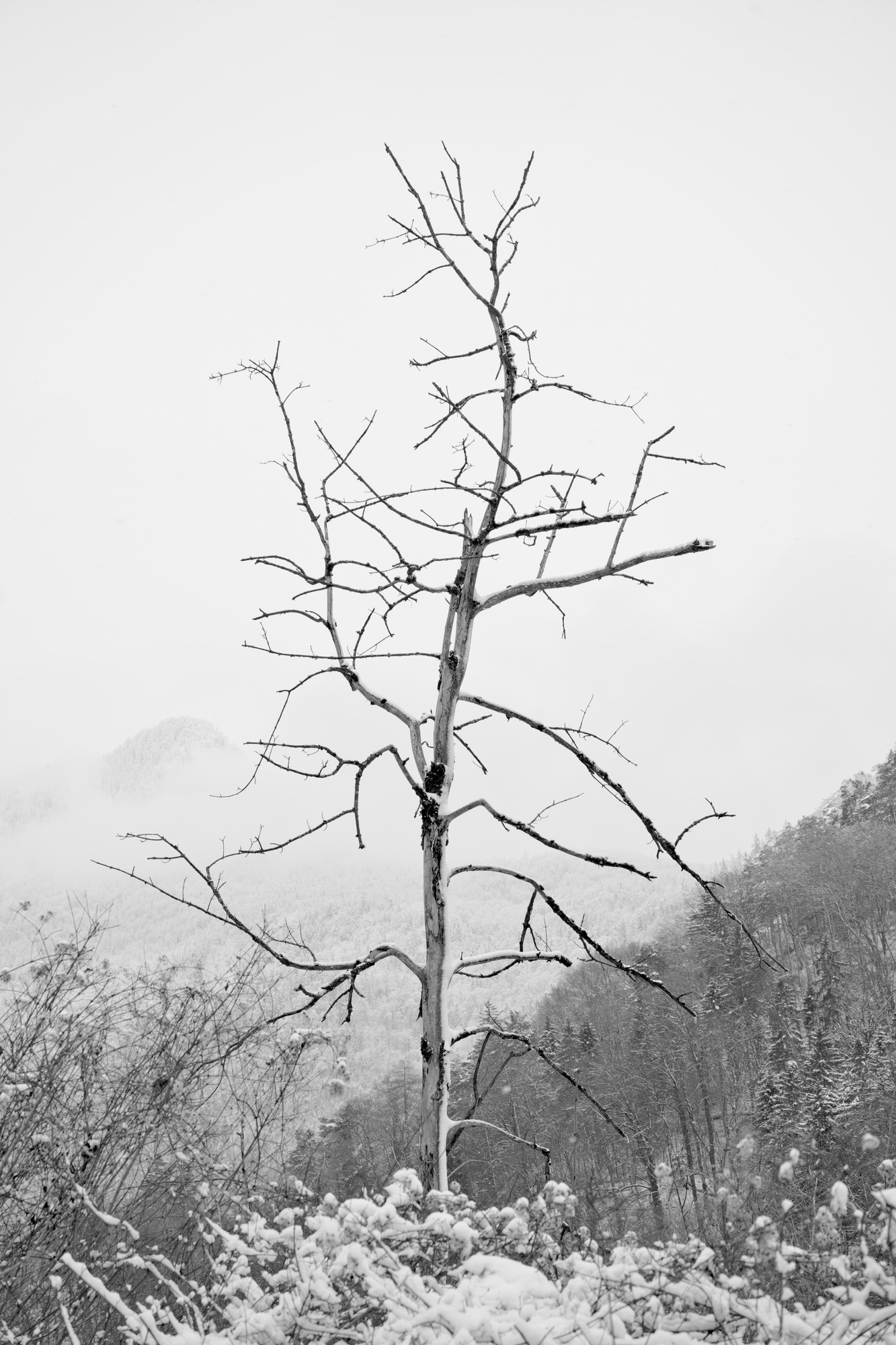 Cold Song