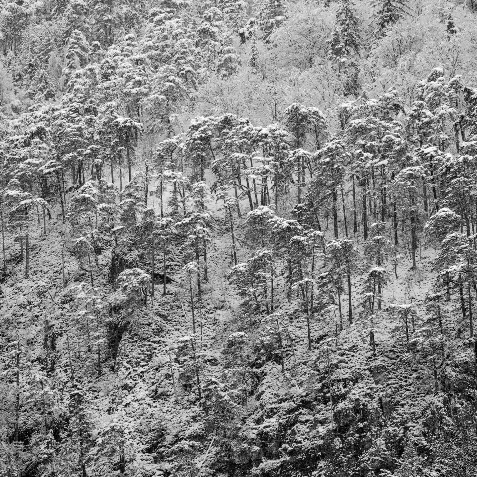 Copse of Pines