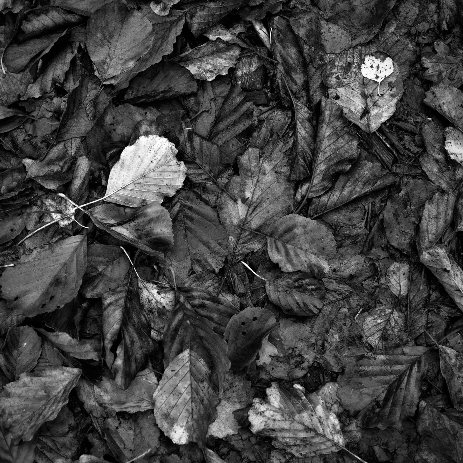 Fallen for new Life