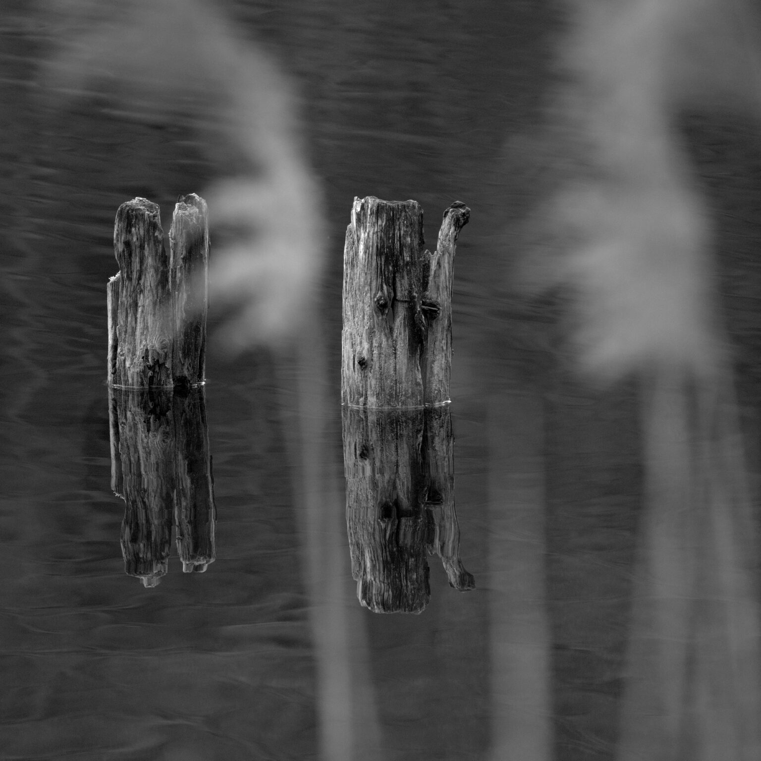 Feathers and Watchers