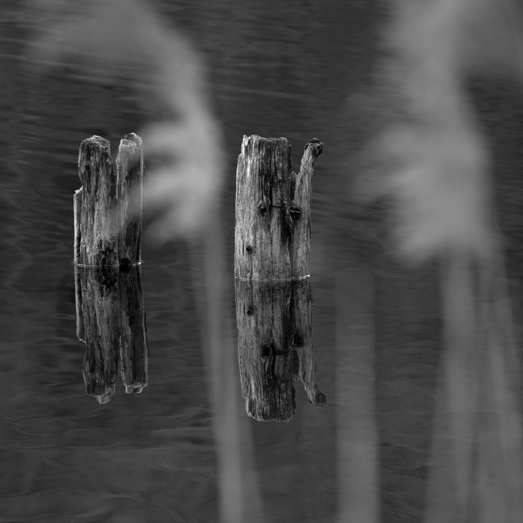 Feathers and Watchers