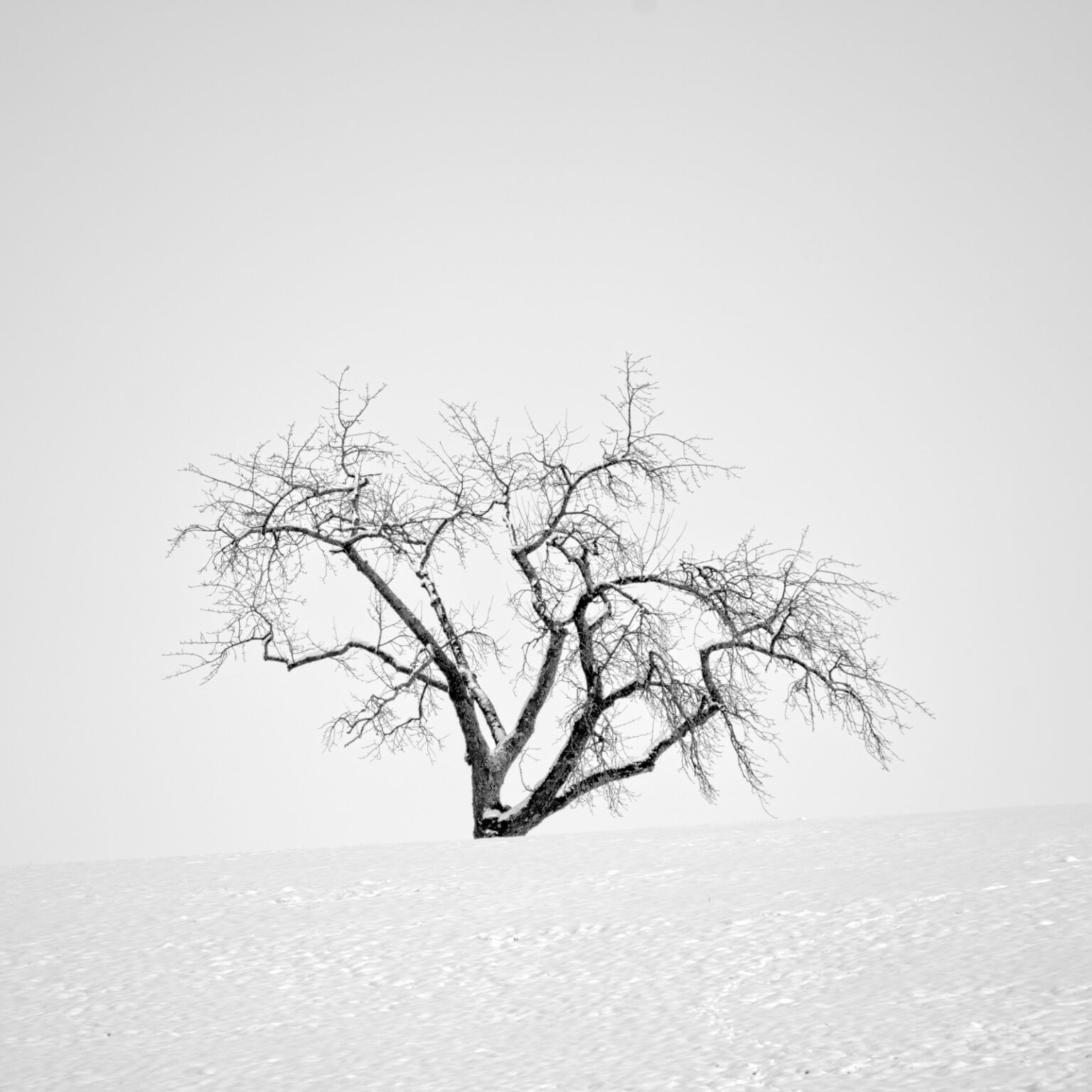 Martin Luther’s Appletree