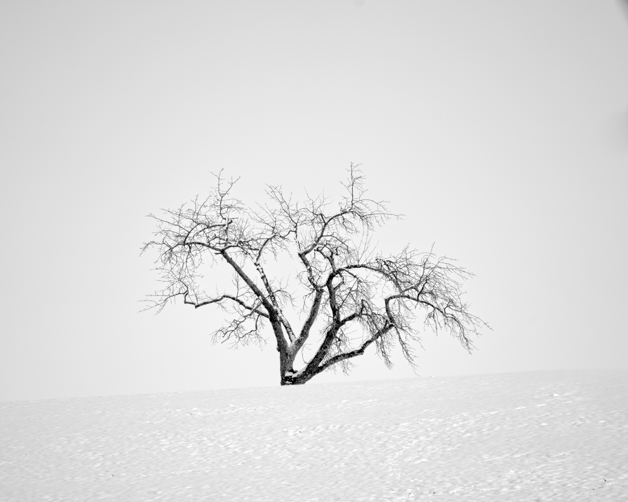 Martin Luther’s Appletree