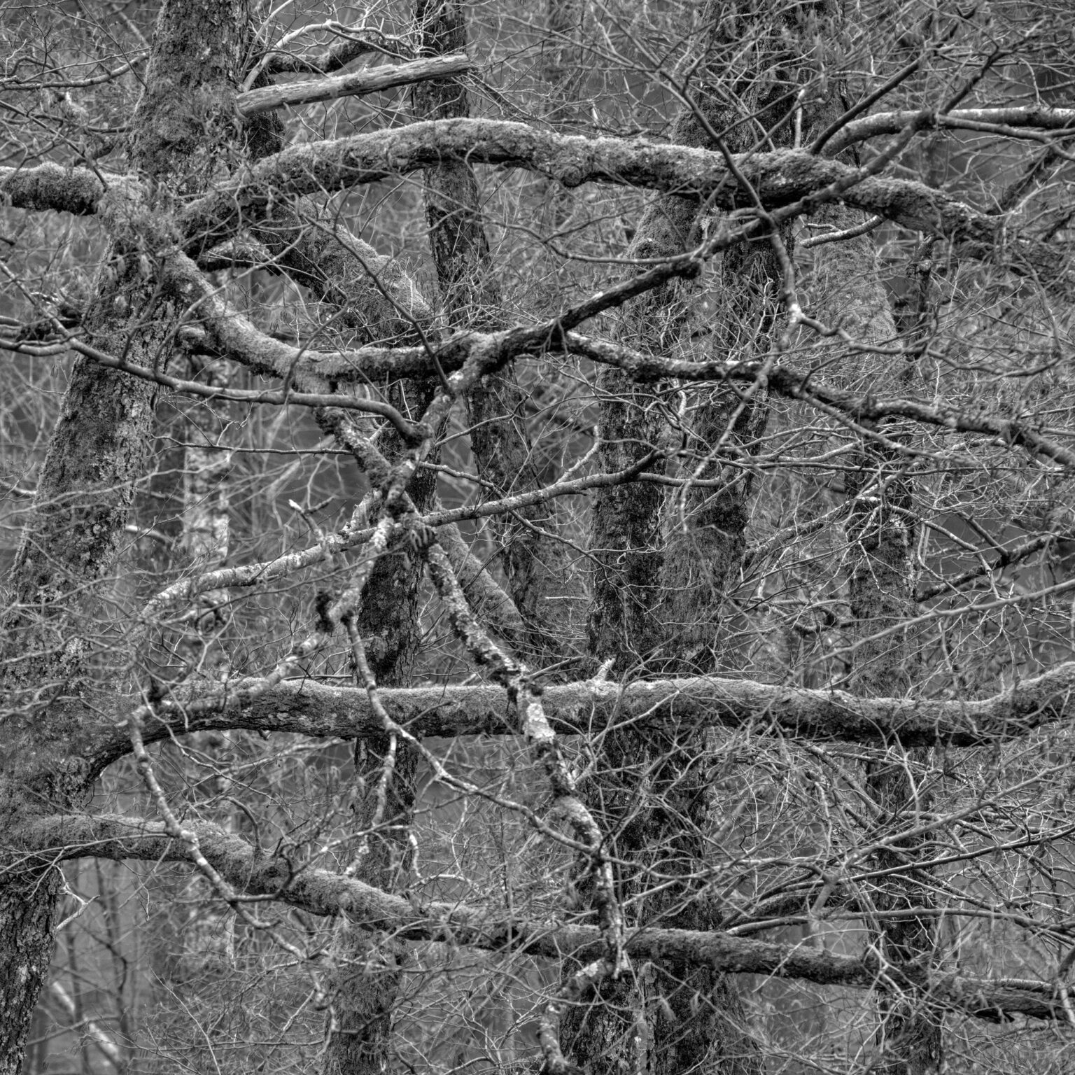 Power of Wood