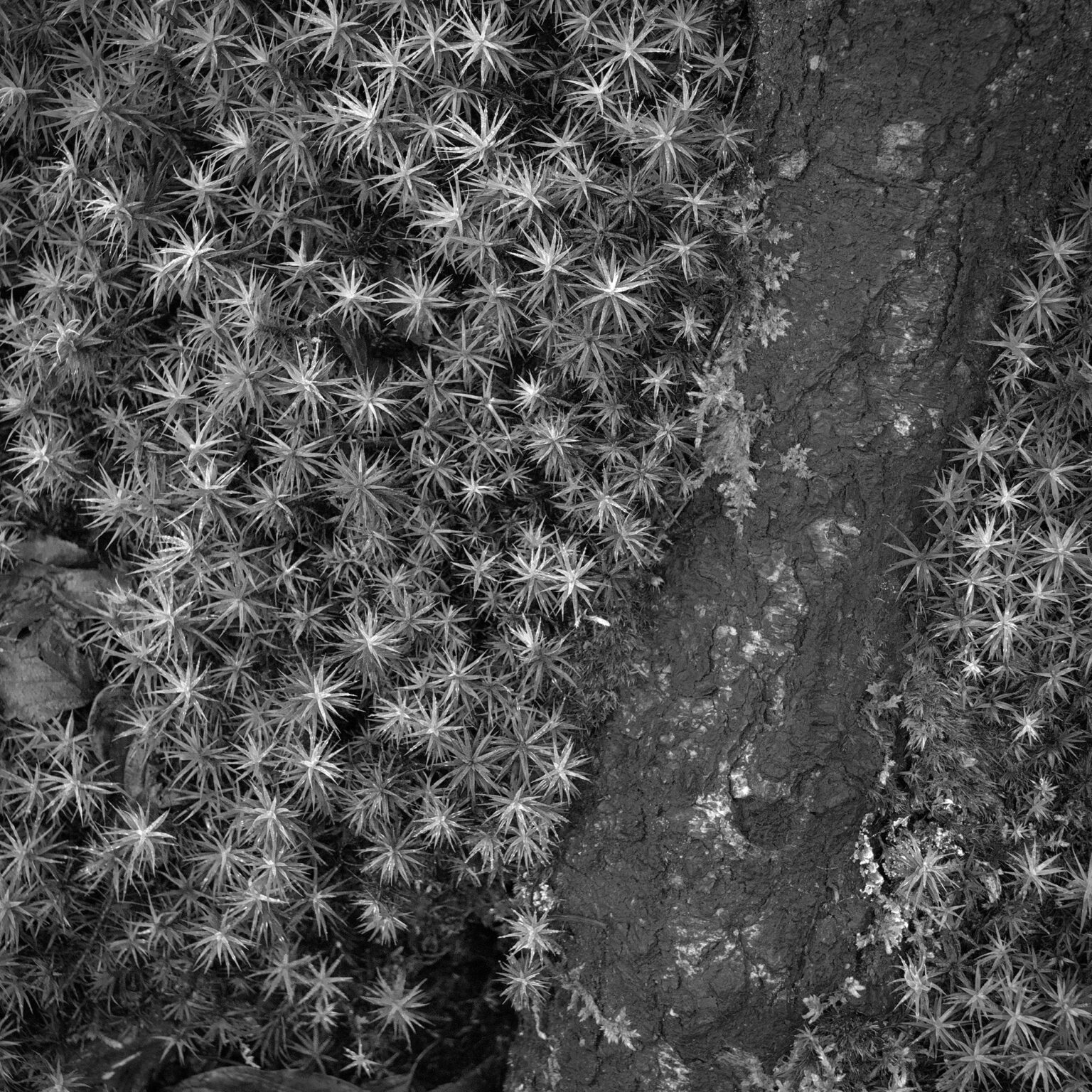 Stars, no Sky