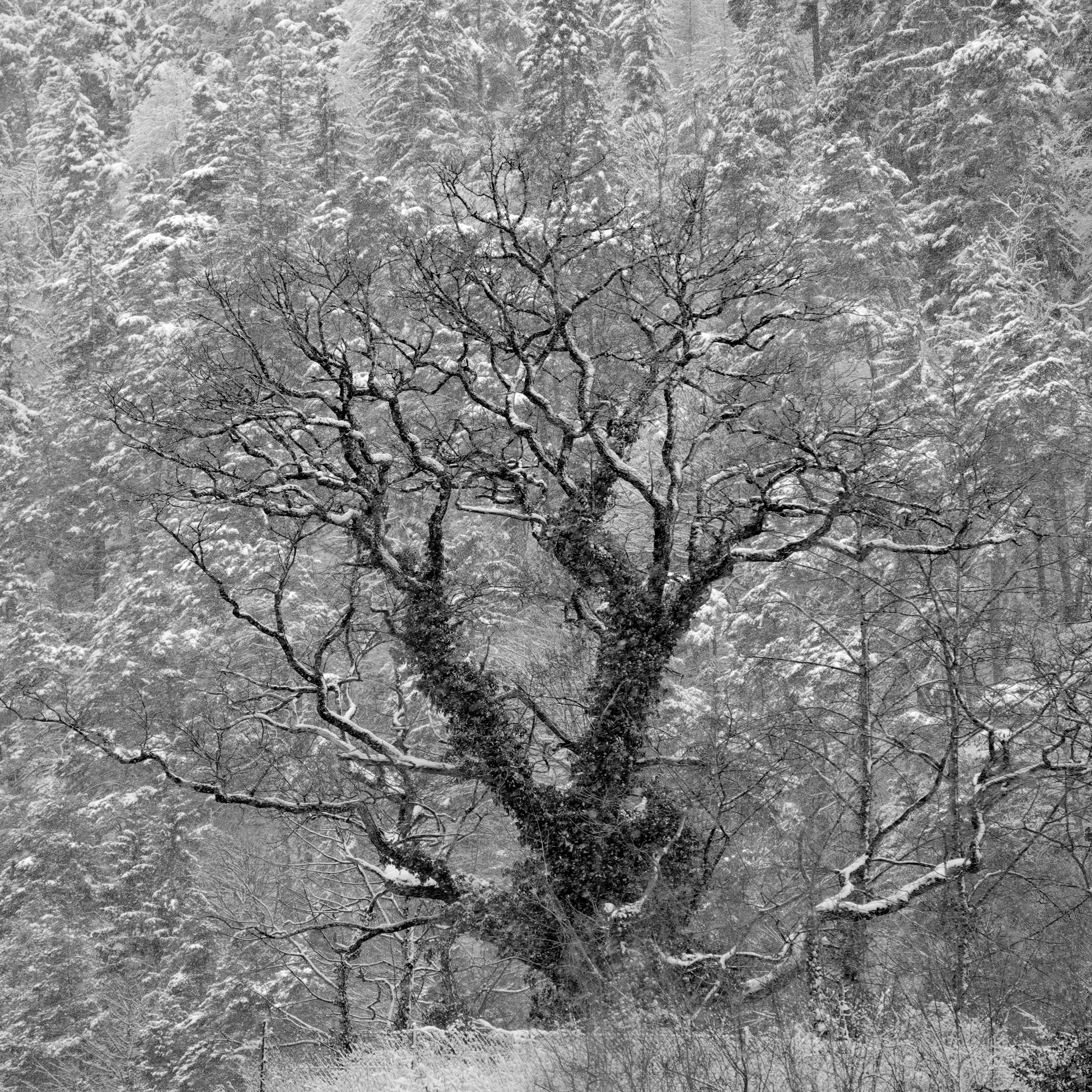 Winter Oak