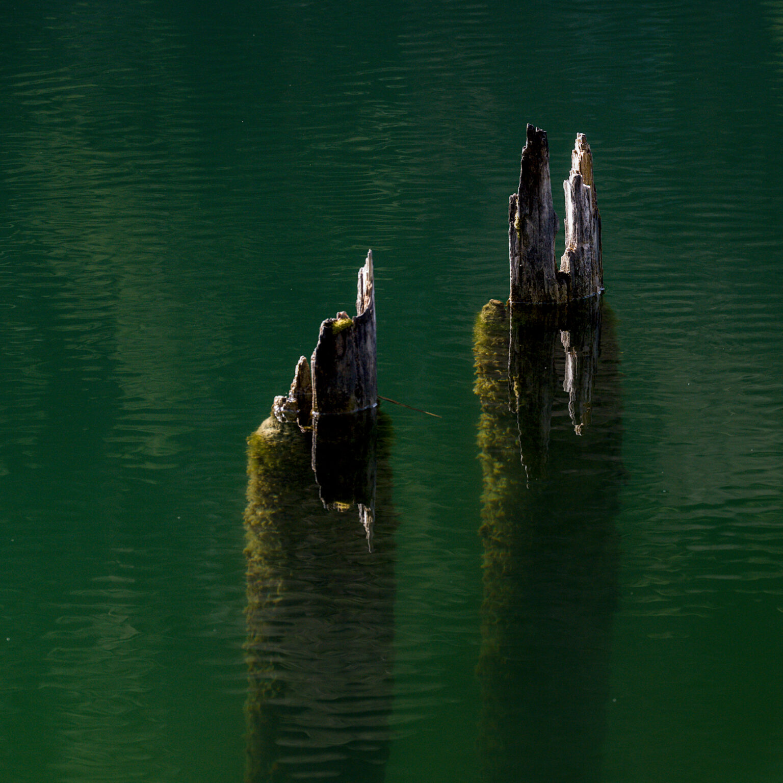 Dialogue in green